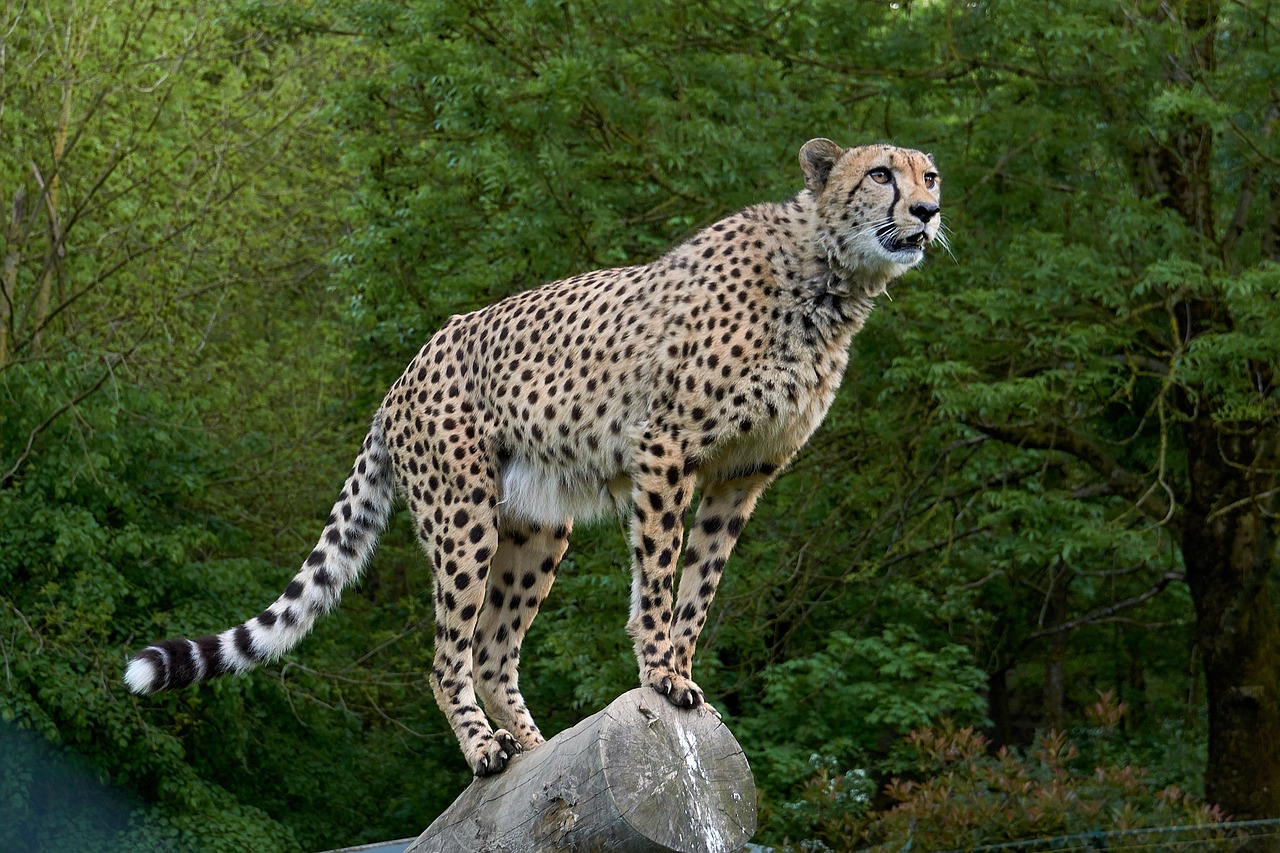Gepardas,  Predator,  Afrikoje,  Didelė Katė,  Laukinis Gyvūnas,  Greitis,  Safari,  Zoo,  Laukinių,  Saugoti Akis