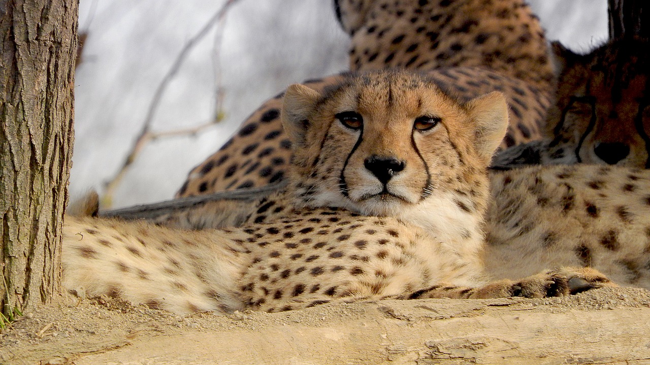 Gepardas,  Kūdikių Cheetah,  Prahos Zoo,  Kačių,  Acinonyx Jubatus,  Afrikos Žvėris, Nemokamos Nuotraukos,  Nemokama Licenzija