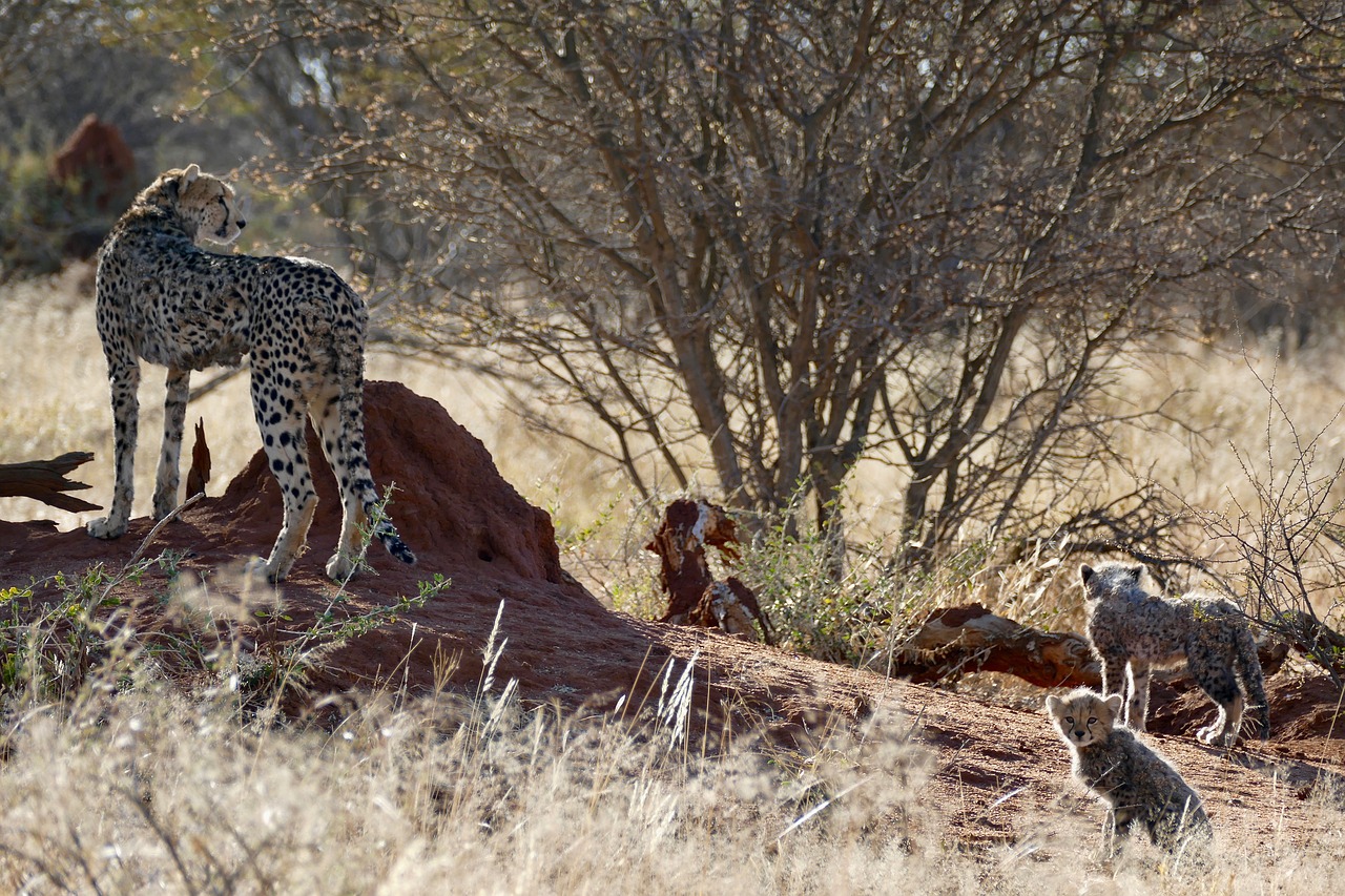 Gepardas,  Cheetah Šeimos,  Didelė Katė,  Namibija,  Afrikoje,  Predator,  Wildcat,  Safari,  Pobūdį,  Gyvūnas