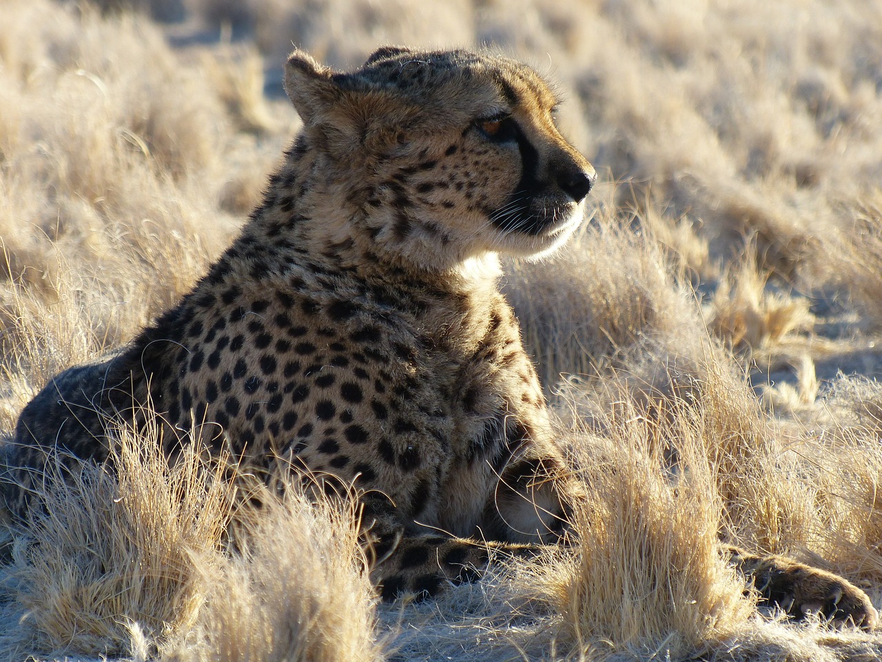 Gepardas, Namibija, Safari, Afrika, Nemokamos Nuotraukos,  Nemokama Licenzija