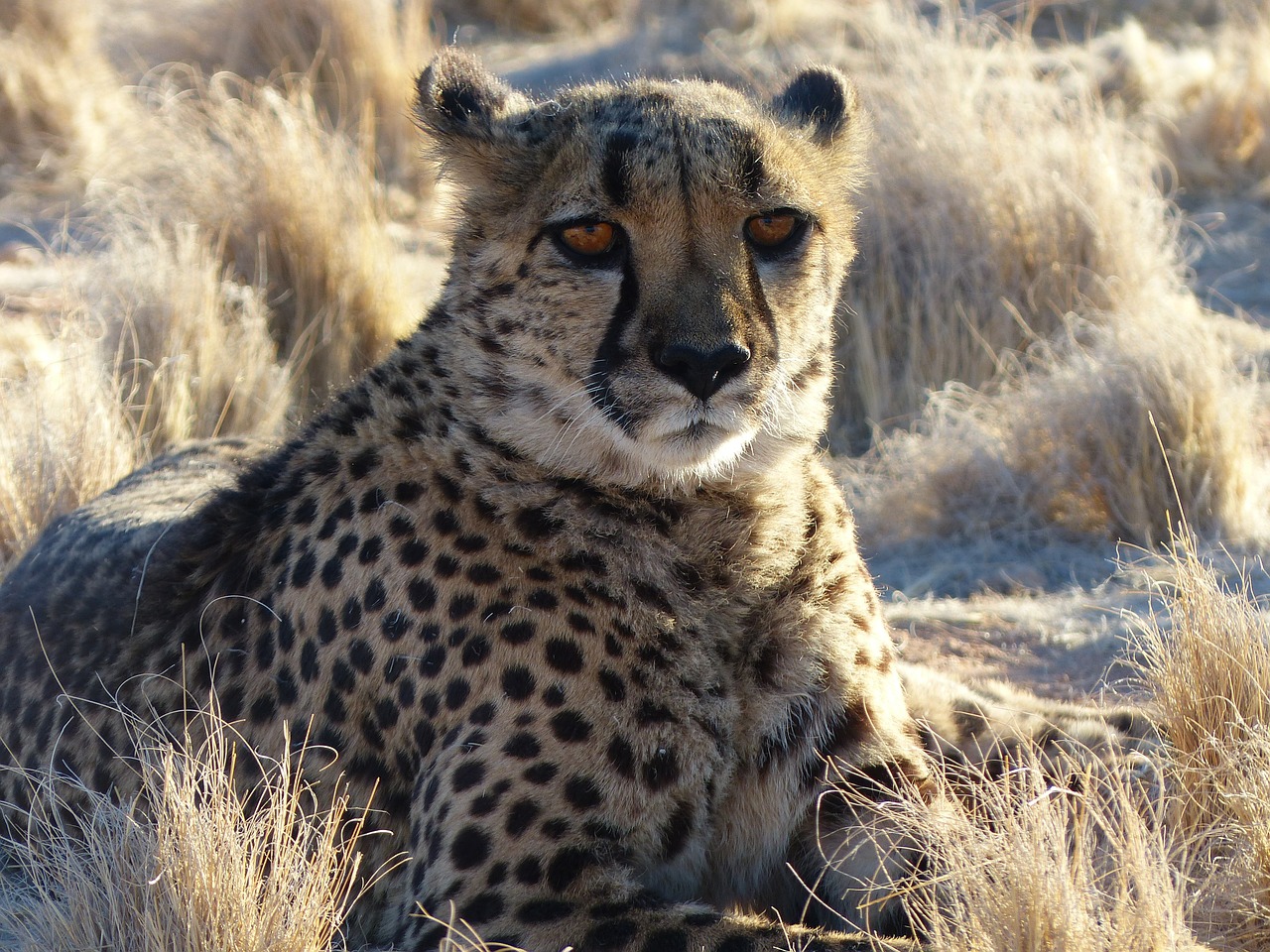 Gepardas, Namibija, Safari, Gyvūnas, Katė, Nemokamos Nuotraukos,  Nemokama Licenzija