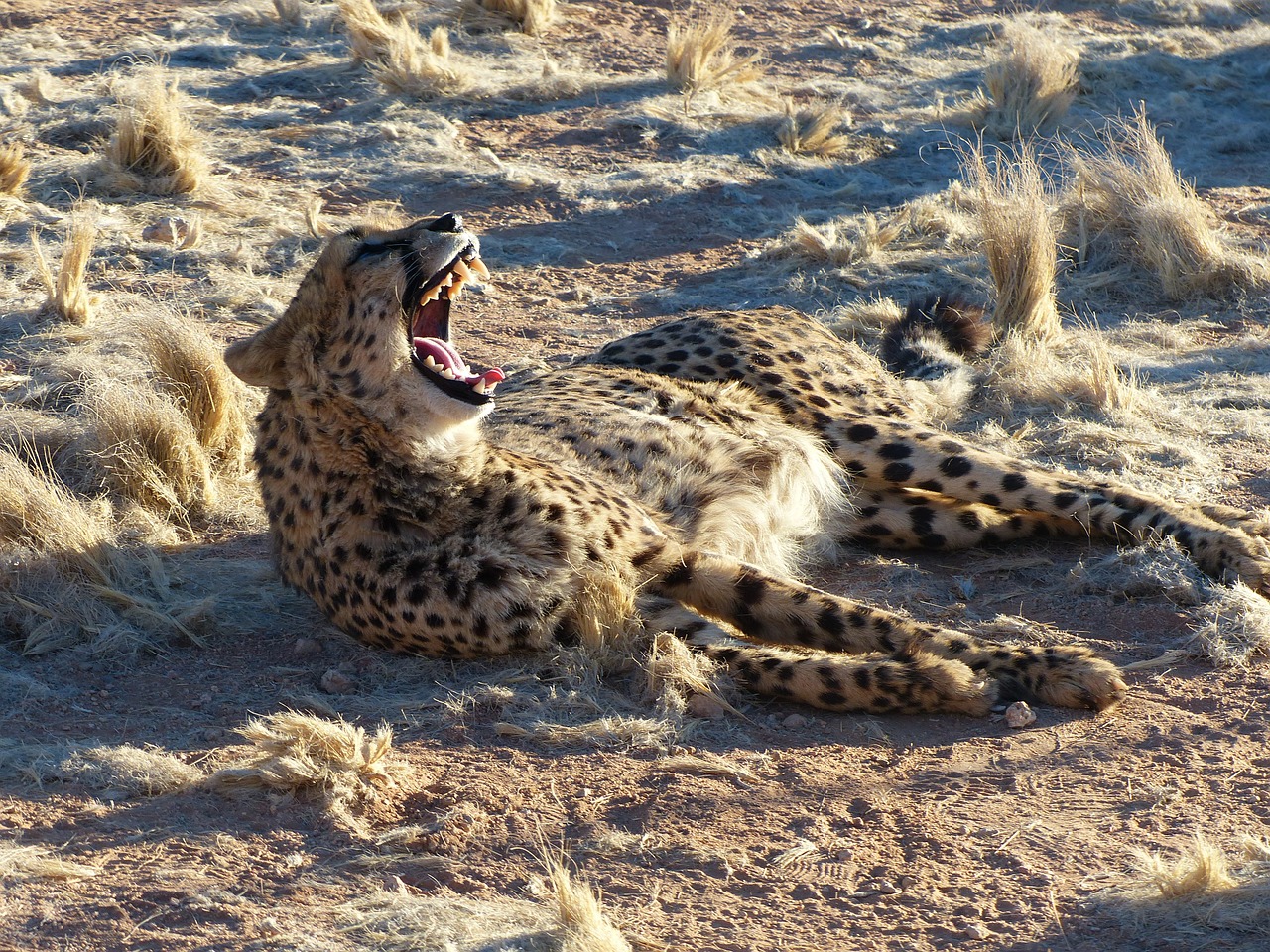 Gepardas, Namibija, Safari, Afrika, Katė, Didelė Katė, Plėšrūnas, Nemokamos Nuotraukos,  Nemokama Licenzija
