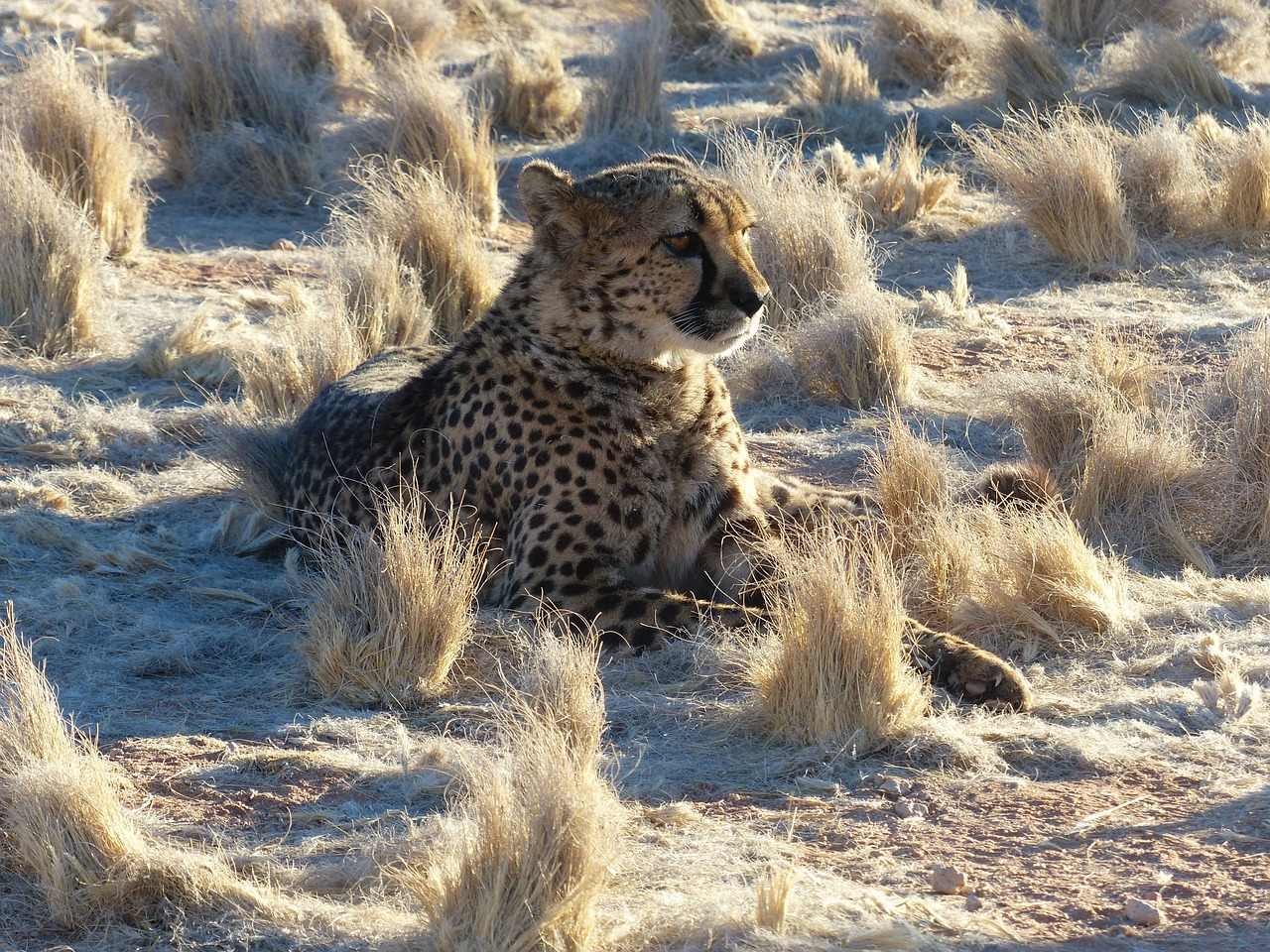 Gepardas, Namibija, Safari, Afrika, Katė, Didelė Katė, Plėšrūnas, Nemokamos Nuotraukos,  Nemokama Licenzija