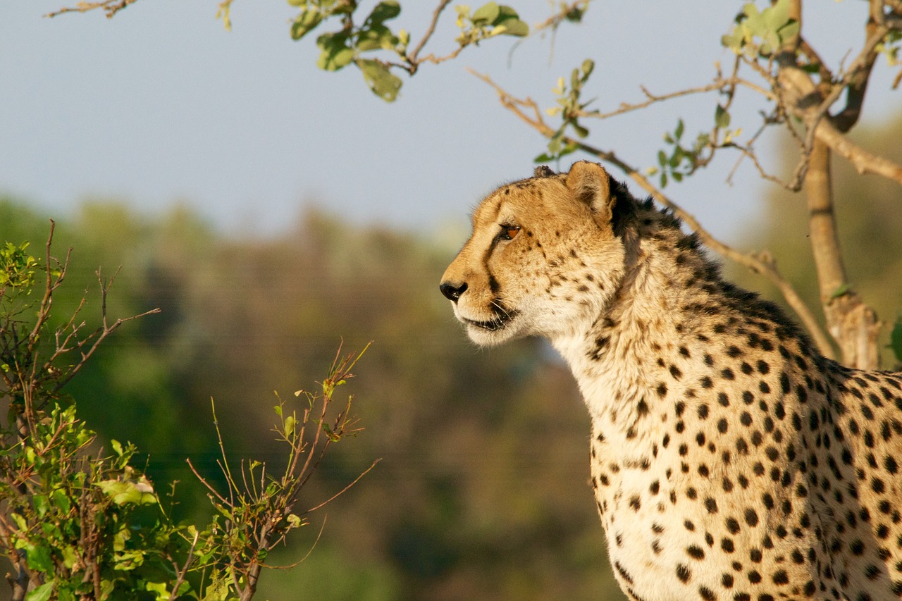 Gepardas, Medžioklė-Leopardas, Laukinė Gamta, Gyvūnas, Katė, Medžioklė, Afrika, Gamta, Kačių, Safari