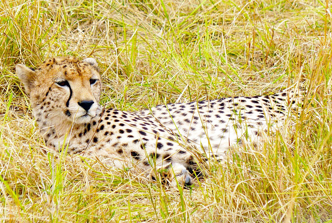 Gepardas, Didelė Katė, Plėšrūnas, Kačių, Afrika, Kenya, Masai, Mara, Nemokamos Nuotraukos,  Nemokama Licenzija