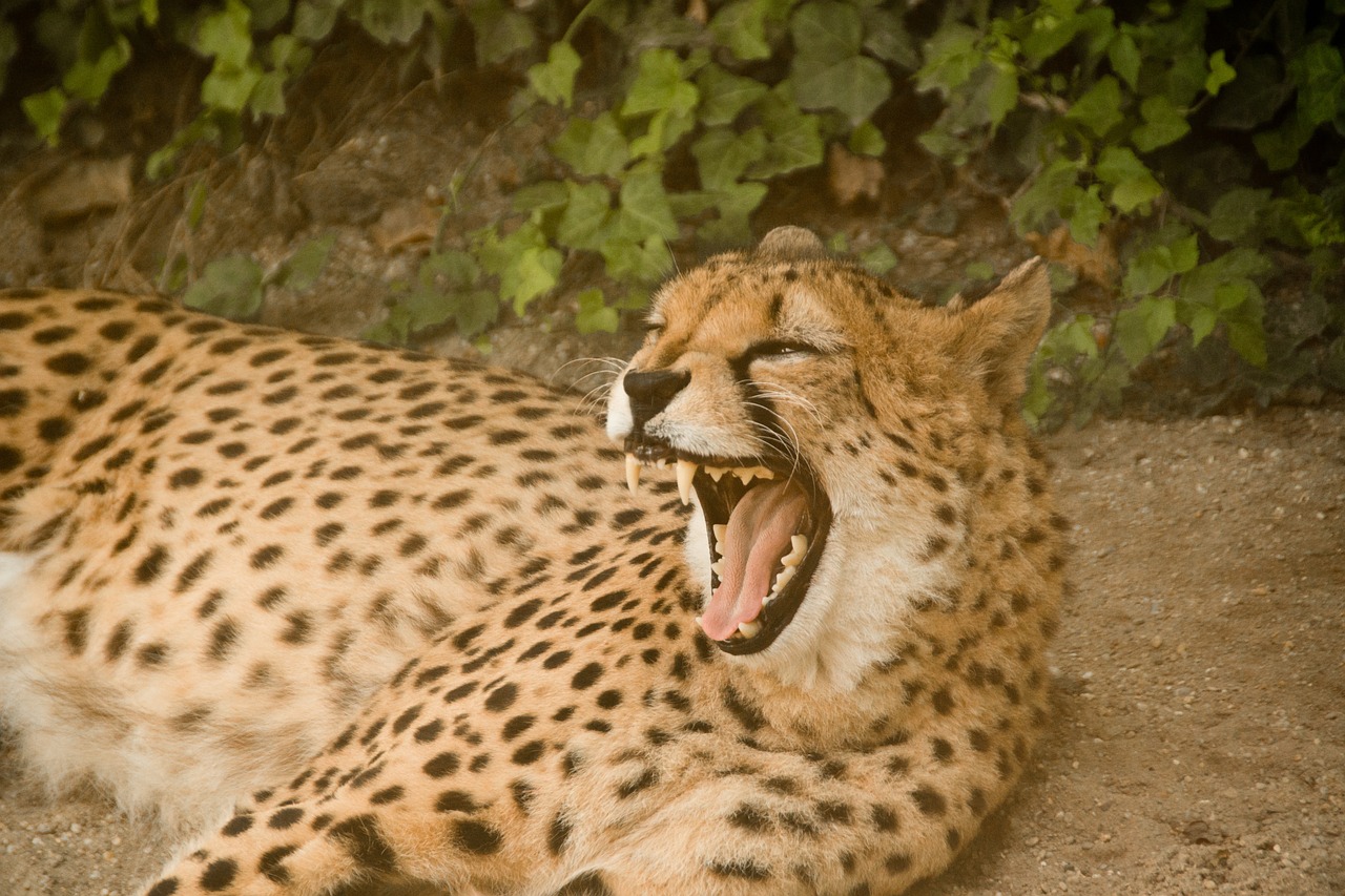 Gepardas,  Plėšrūnas,  Katė,  Didelė Katė,  Mėsėdžiai,  Afrika,  Kenya,  Safari,  Gamta,  Nacionalinis Parkas