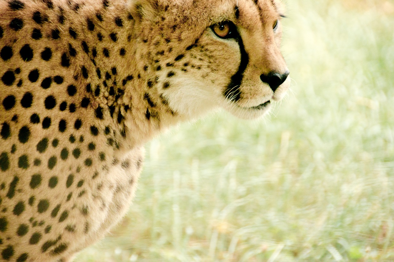 Gepardas, Afrika, Kenya, Safari, Gamta, Šventė, Nacionalinis Parkas, Gyvūnai, Kraštovaizdis, Gamtos Parkas
