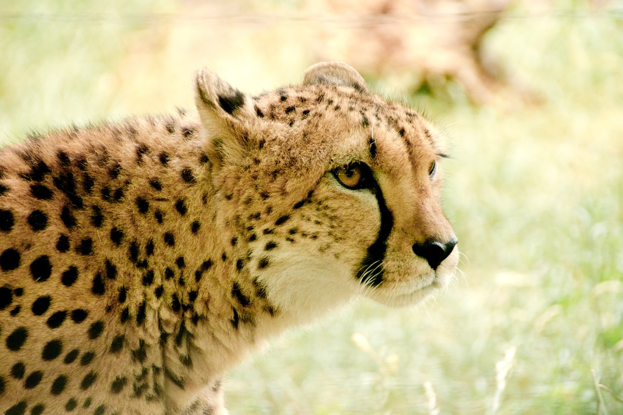Gepardas, Afrika, Kenya, Safari, Gamta, Šventė, Nacionalinis Parkas, Gyvūnai, Kraštovaizdis, Gamtos Parkas