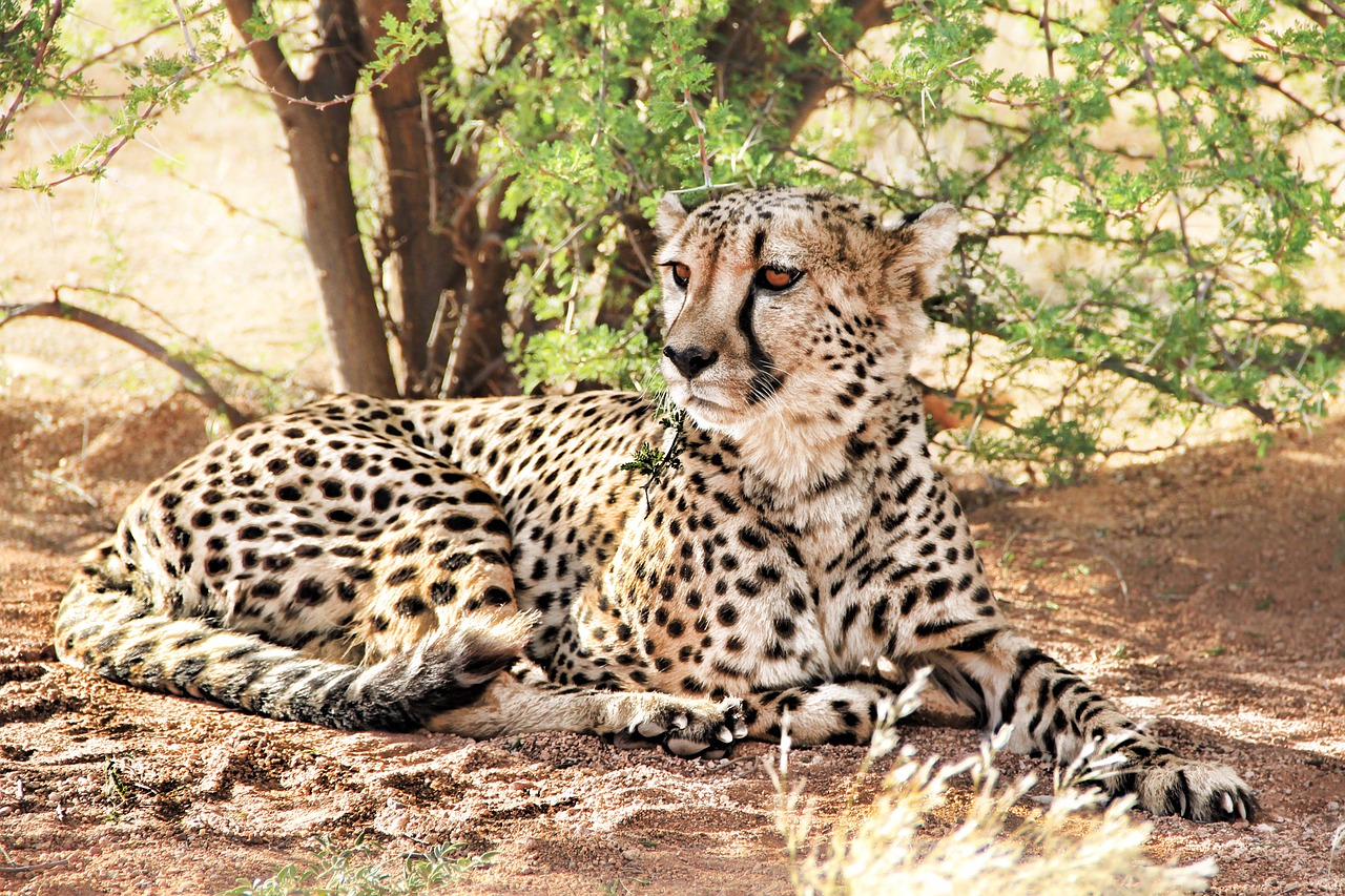 Gepardas,  Afrika,  Namibija,  Plėšrūnas,  Gamta,  Laukinis Gyvūnas,  Katė,  Kailis,  Safari,  Didelė Katė