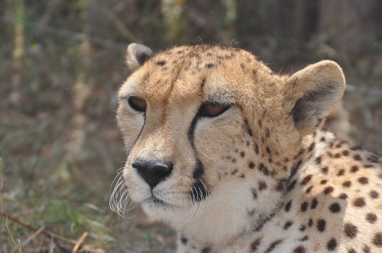 Gepardas, Afrika, Greitai, Safari, Laukiniai, Laukinė Gamta, Gyvūnas, Gamta, Katė, Žinduolis