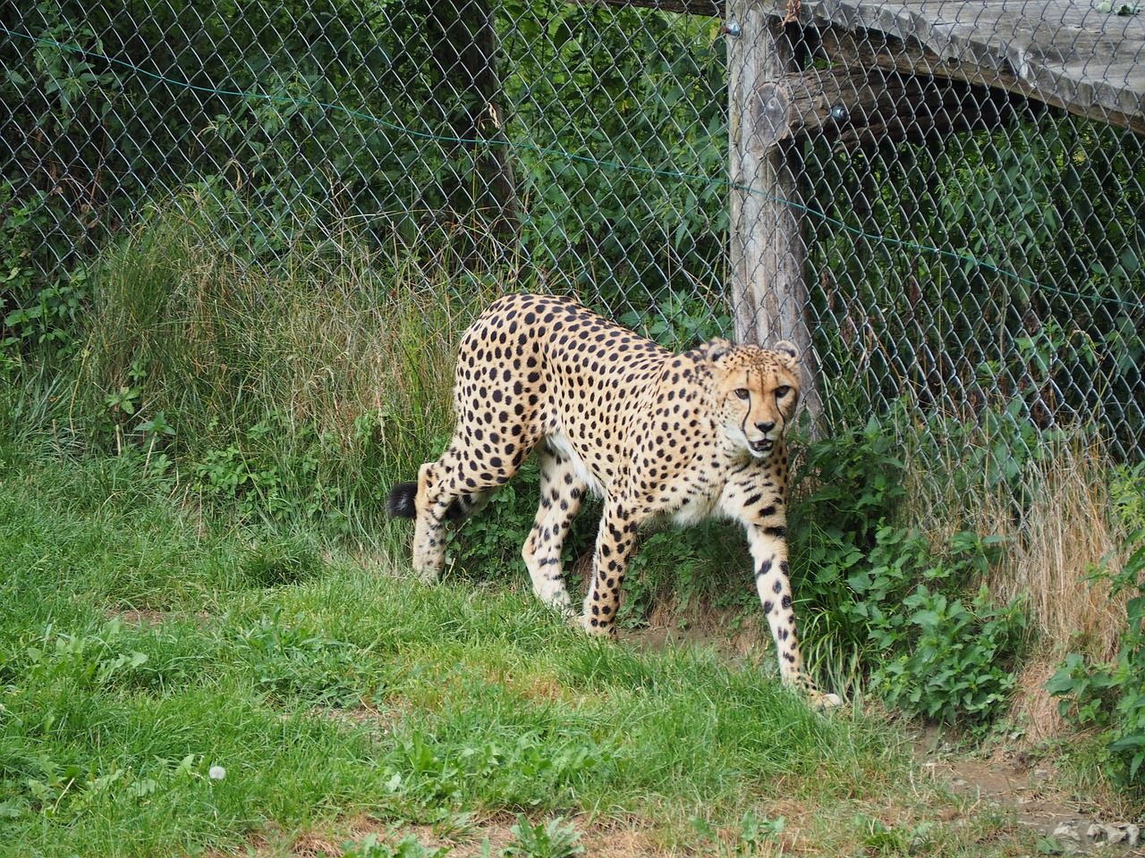 Gepardas, Zoologijos Sodas, Gamta, Katė, Nemokamos Nuotraukos,  Nemokama Licenzija