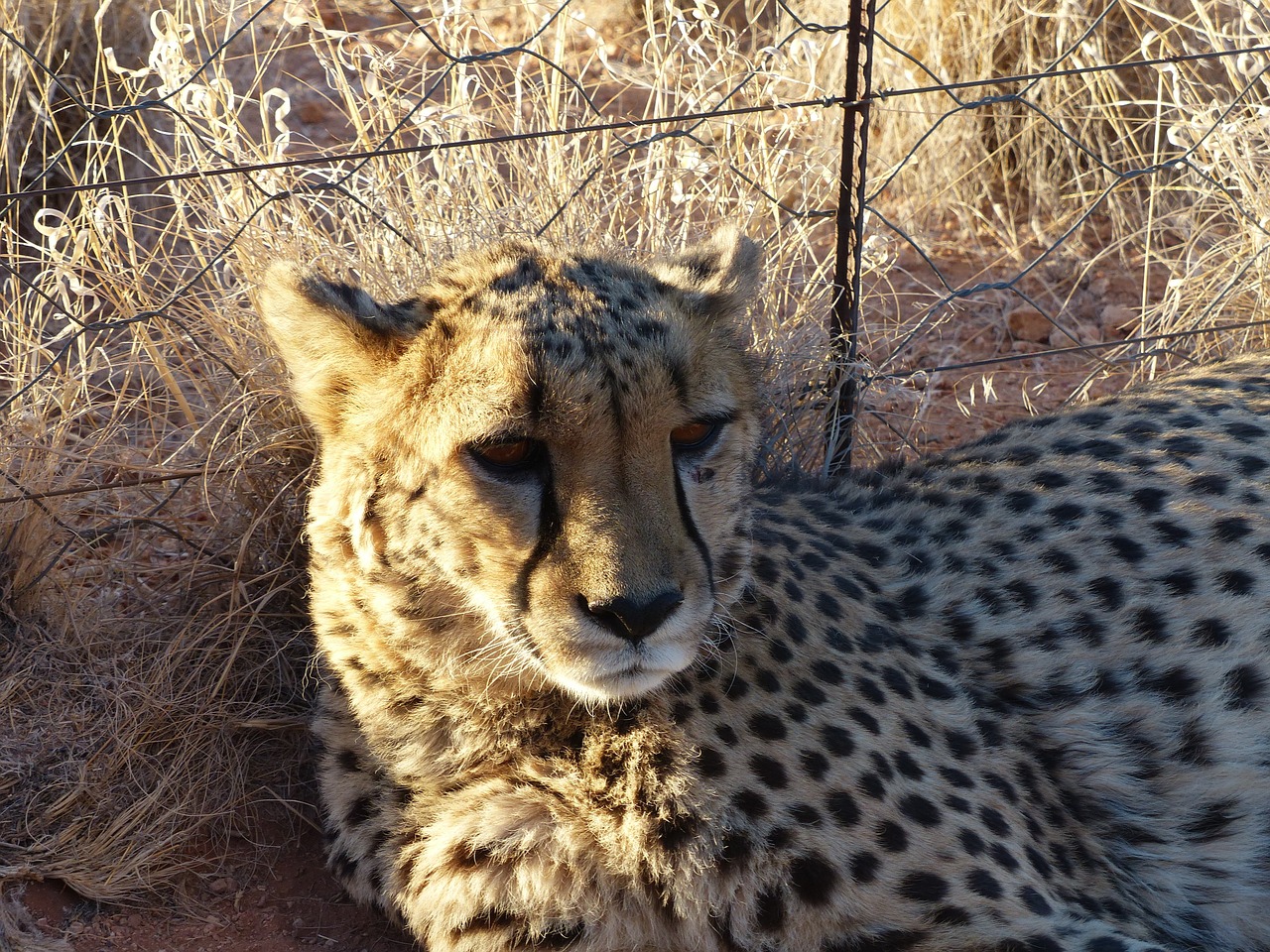 Gepardas, Sutramdyti, Nambia, Hamersteino Namas, Nemokamos Nuotraukos,  Nemokama Licenzija