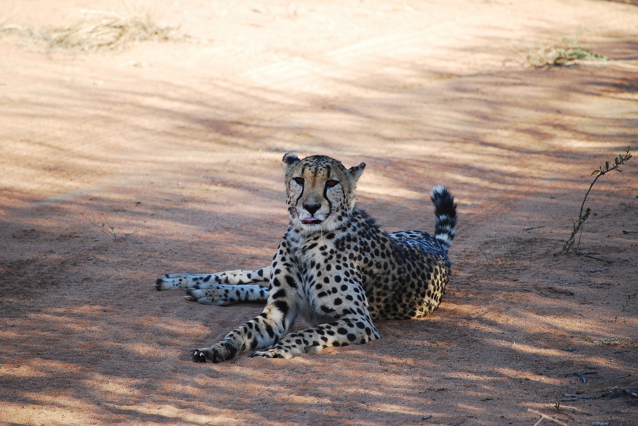 Gepardas, Namibija, Afrika, Katė, Didelė Katė, Wildcat, Dėmesio, Greitis, Greičio Įrašas, Veidas