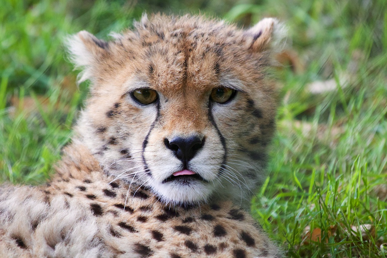 Cheetah Cub, Gepardas, Laukinė Gamta, Gyvūnas, Katė, Kačių, Mielas, Safari, Žinduolis, Cub