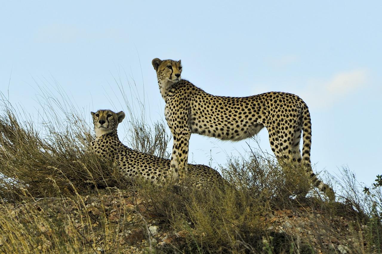 Gepardai,  Žiūrėti,  Poilsio,  Laukinė Gamta,  Katė,  Didelis,  Serengeti,  Afrika,  Tanzanija,  Kačių