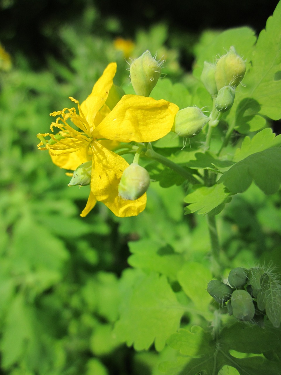 Chelidonium Majus,  Didesnis Alandinas,  Tvirtovė,  Nipplewort,  Nurijimas,  Wildflower,  Flora,  Botanika,  Žiedynas,  Žiedas