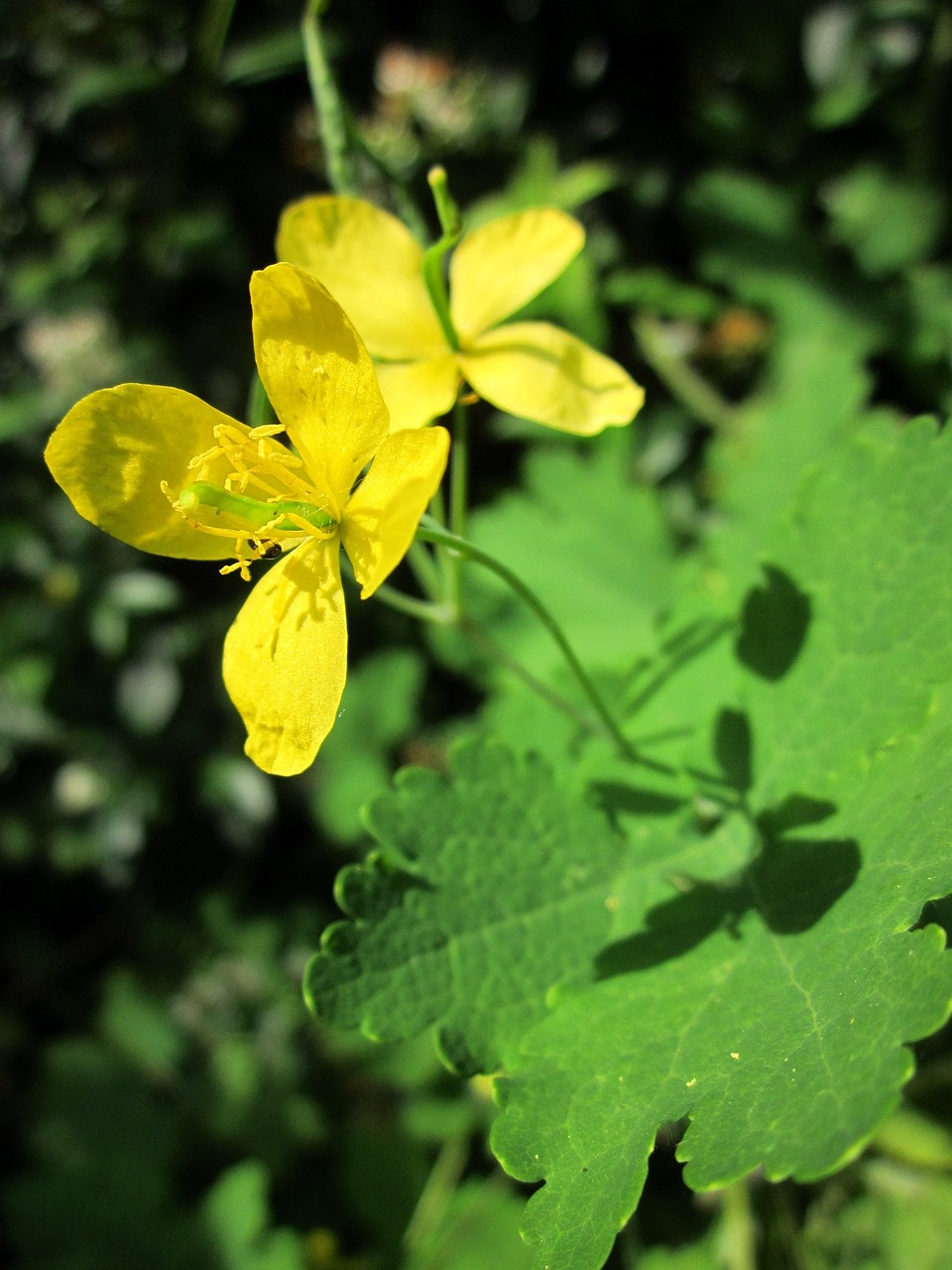 Chelidonium Majus,  Didesnis Alandinas,  Tvirtovė,  Nipplewort,  Nurijimas,  Wildflower,  Makro,  Žiedas,  Flora,  Botanika