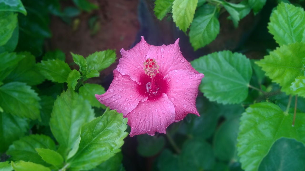 Chembarathi, Hibiscus, Rožinis, Gėlė, Žalias, Gėlių, Flora, Sodas, Gamta, Botanikos