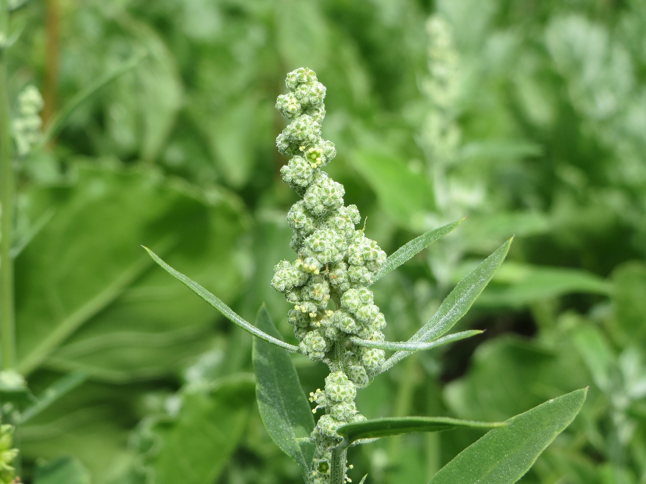 Chenopodium Albumas, Ėriukų Ketvirčiai, Melde, Goosefoot, Riebalai, Wildflower, Flora, Augalas, Botanika, Žiedynas