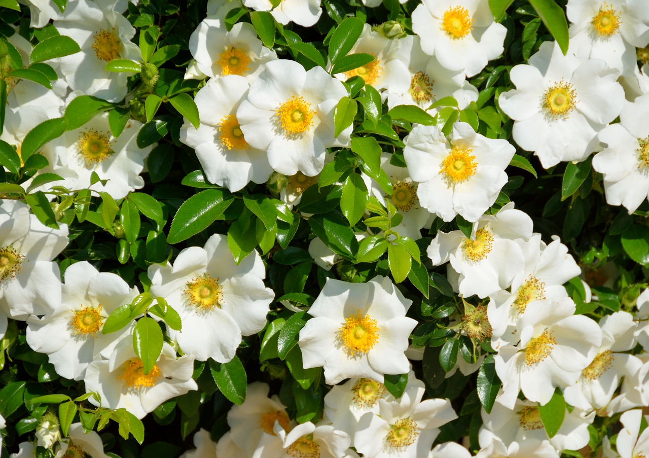 Cherokee Rose, Balta, Spalva, Rožė, Gėlė, Cherokee, Gamta, Gardėja, Botanika, Flora