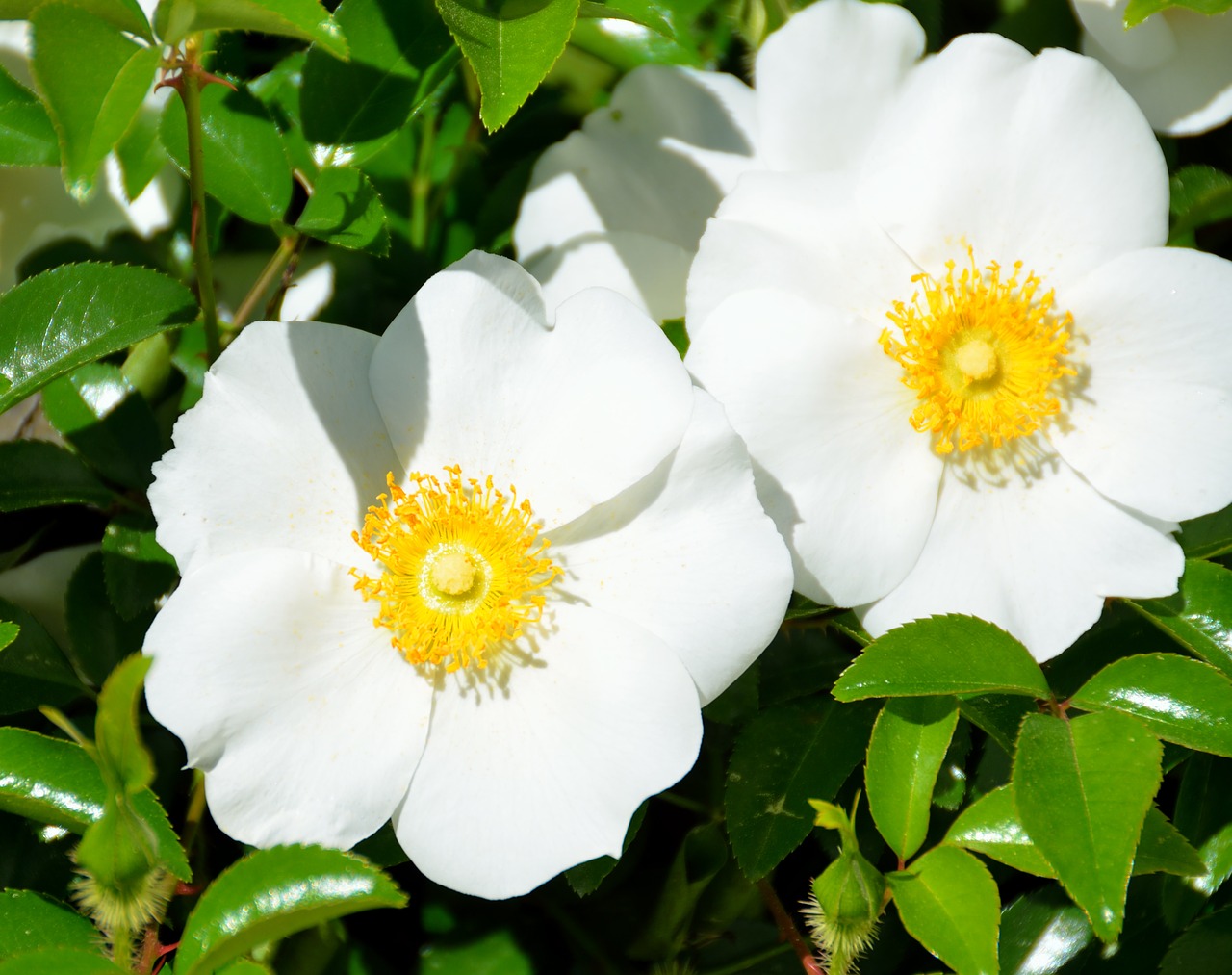 Cherokee Rose, Balta, Valstybinė Gėlė, Gruzija, Usa, Gėlė, Gėlių, Sodas, Gamta, Botanika