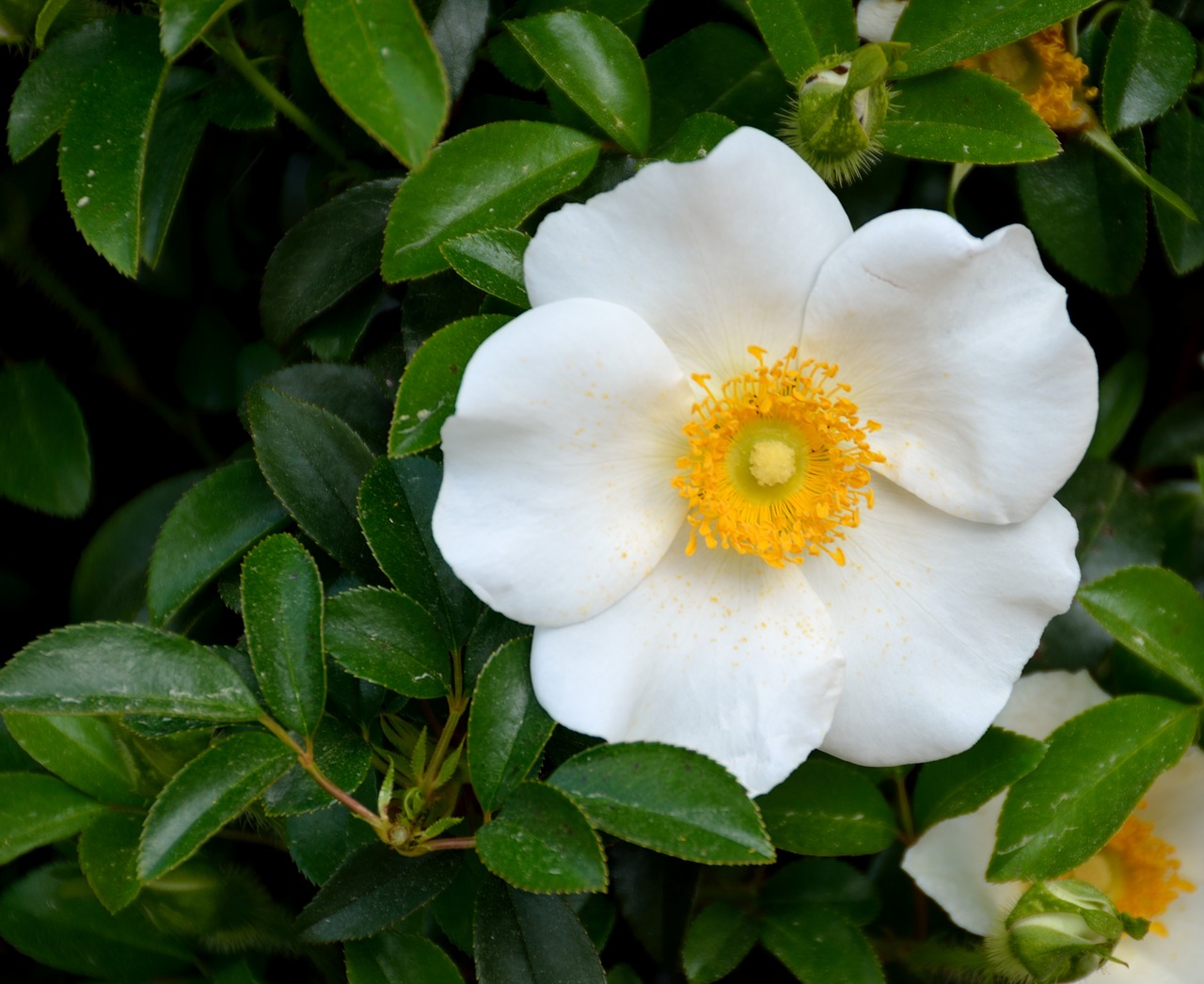 Cherokee Rose, Rožė, Balta, Grožis, Gamta, Valstijos Gėlė Gruzija, Tribal, Amerikietis, Ornamentas, Gėlė