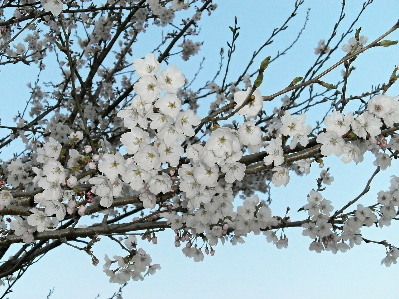 Vyšnia, Vyšnios Medis, Vyšnių Žiedų, Vyšnių Žiedas, Pavasario Gėlės, Japonijos Gėlė, Pavasaris, Nemokamos Nuotraukos,  Nemokama Licenzija