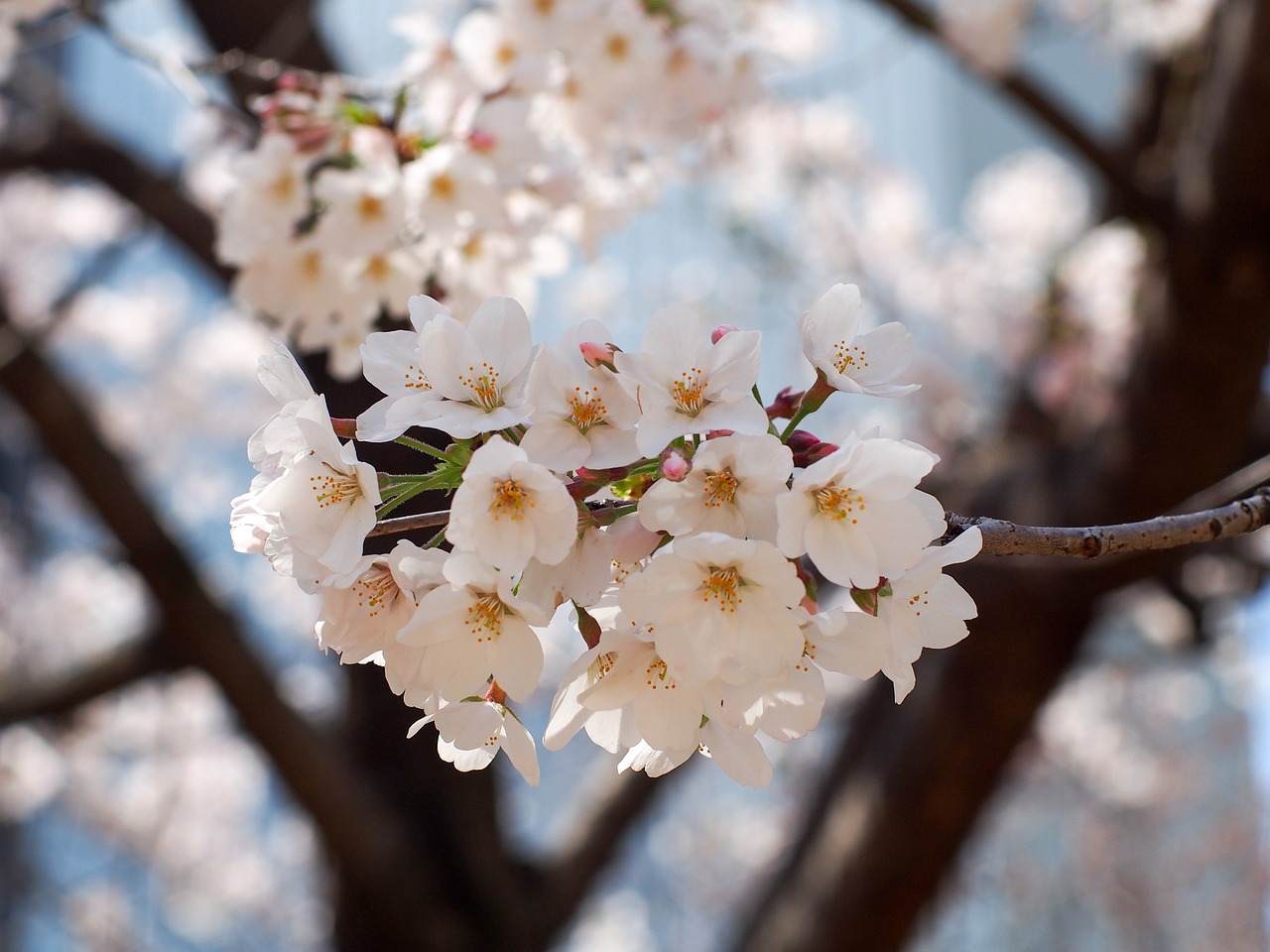 Vyšnia, Japonija, Gėlės, Pavasaris, Rožinis, Pavasaris Japonijoje, Pavasario Gėlės, Kumamoto, Nemokamos Nuotraukos,  Nemokama Licenzija