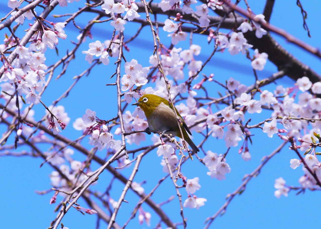 Vyšnia, Pavasaris, Gėlės, Japonų Balta Akis, Paukštis, Verksmingas Vyšnios Medis, 2016 M ., 3 Mėnesiai, Otsu Miestas, Yokosuka