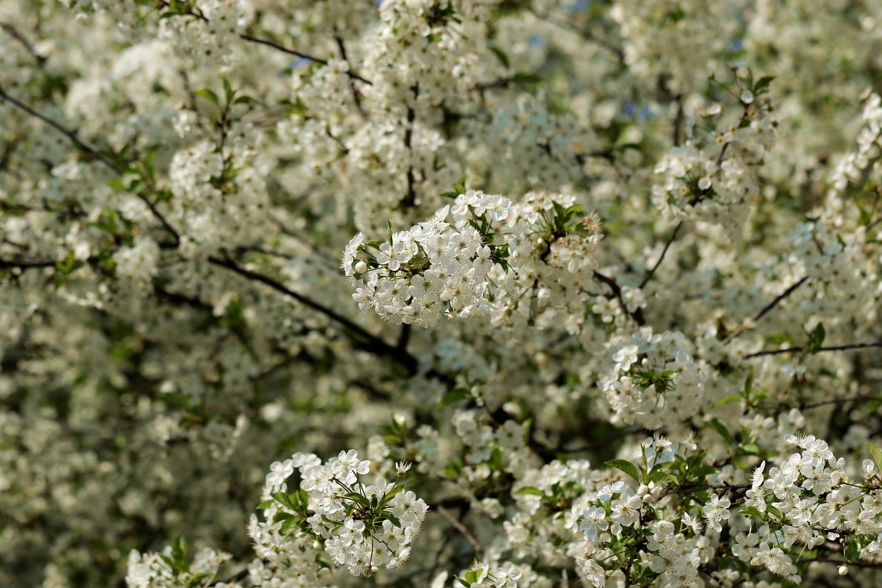 Vyšnia, Vyšnių Žiedas, Pavasaris, Vyšnių Žiedų, Medis, Gėlės, Žydi, Sodas, Filialai, Žalias