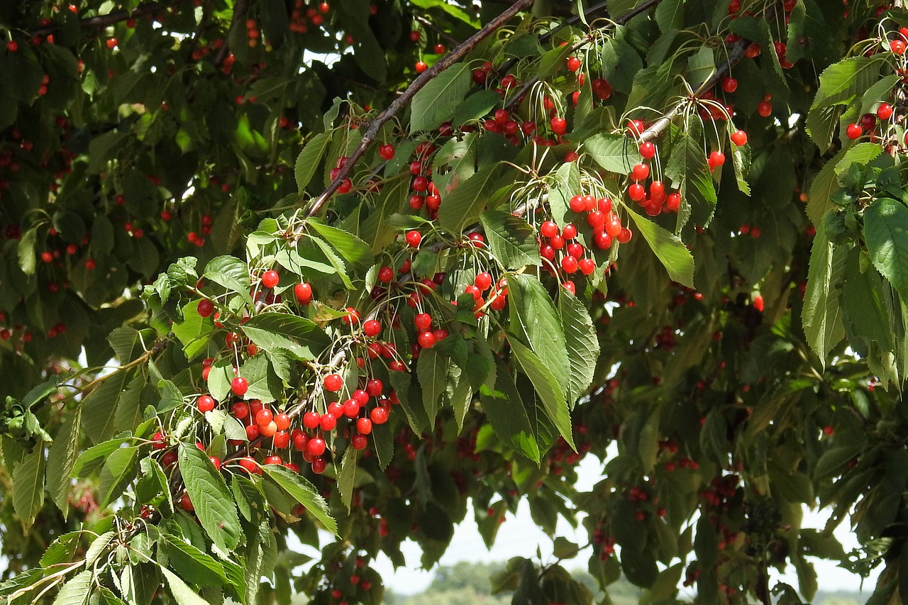 Vyšnia, Laukinės Vyšnios, Saldus, Raudona, Saldžiosios Vyšnios, Vaisių Sodas, Nemokamos Nuotraukos,  Nemokama Licenzija