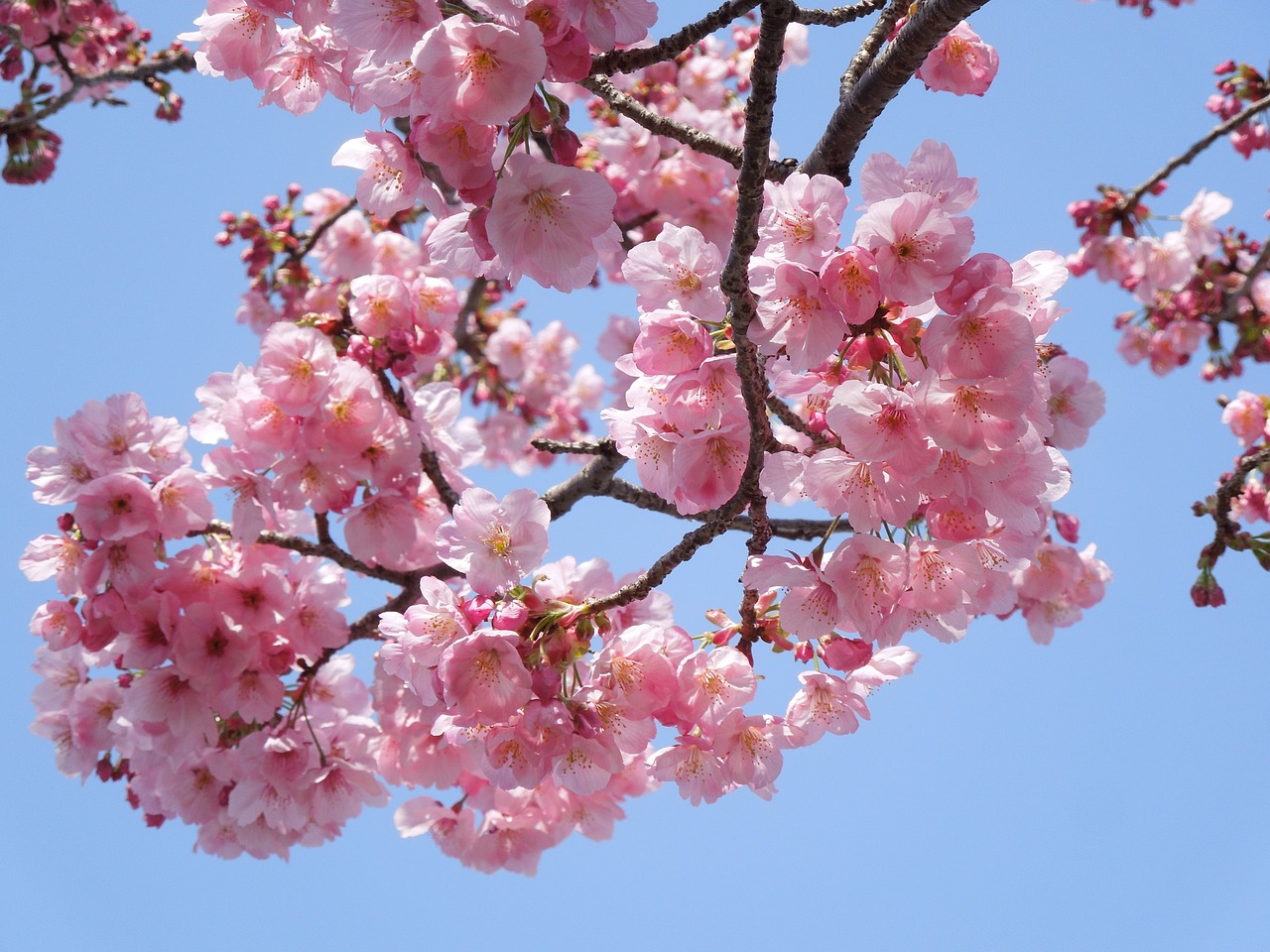 Vyšnia, Samusakura, Pavasario Gėlės, Pavasaris Japonijoje, Vyšnių Žiedų, Pavasaris, Augalas, Japonija, Gėlės, Vyšnios Medis