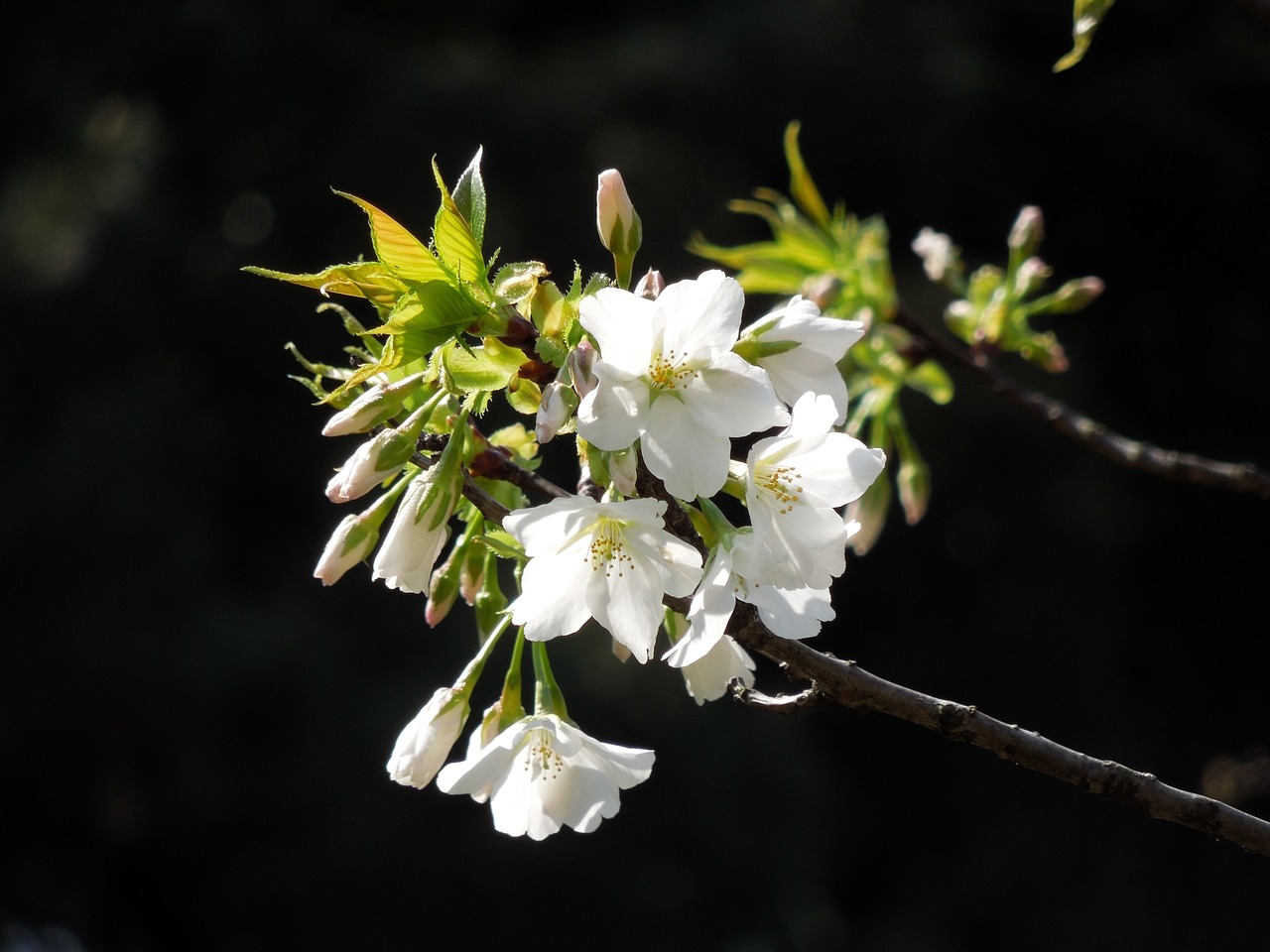 Vyšnia, Pavasario Gėlės, Pavasaris Japonijoje, Vyšnių Žiedų, Pavasaris, Augalas, Japonija, Gėlės, Vyšnios Medis, Kraštovaizdis