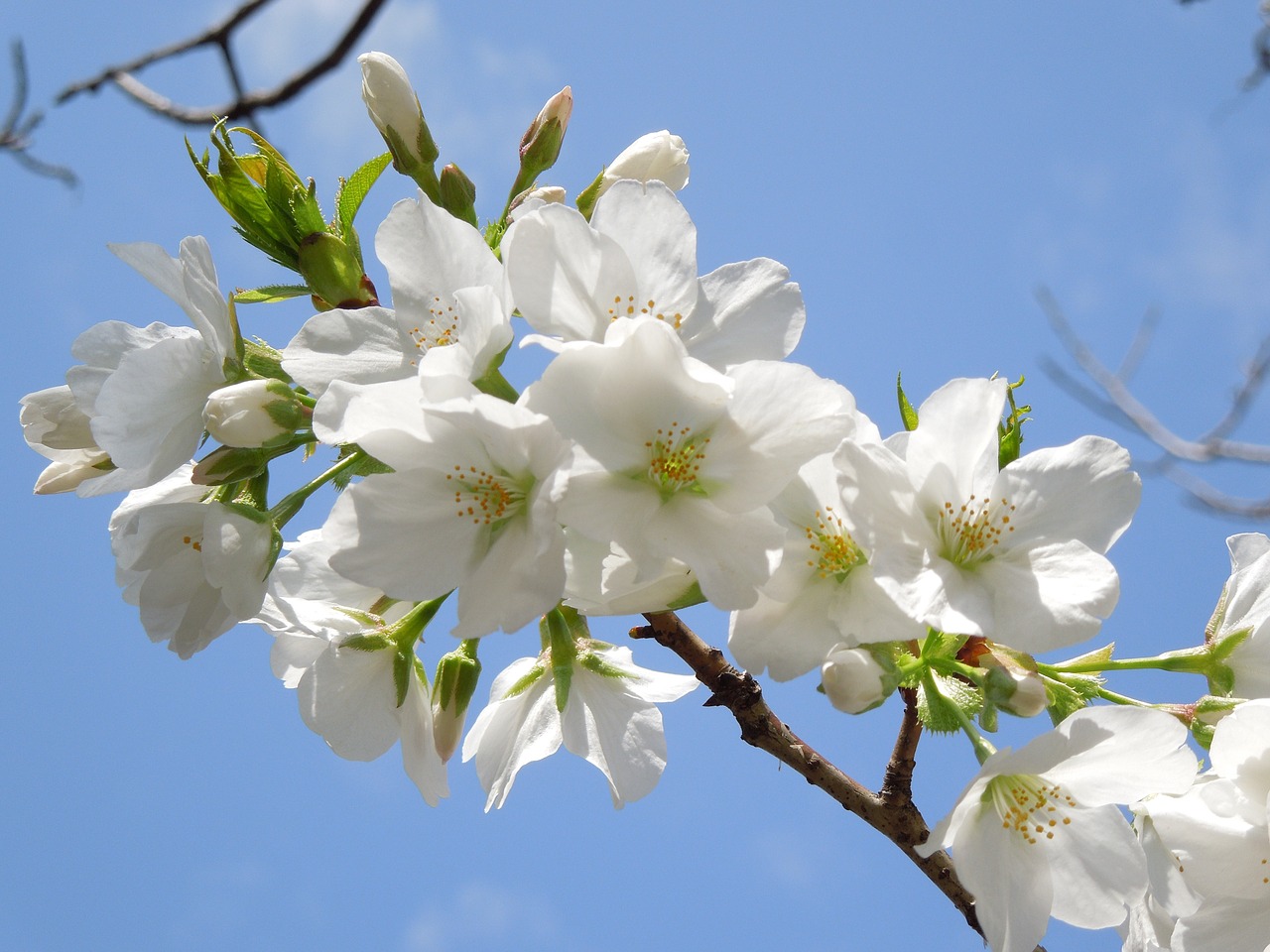 Vyšnia, Pavasario Gėlės, Pavasaris Japonijoje, Vyšnių Žiedų, Pavasaris, Augalas, Japonija, Gėlės, Vyšnios Medis, Kraštovaizdis