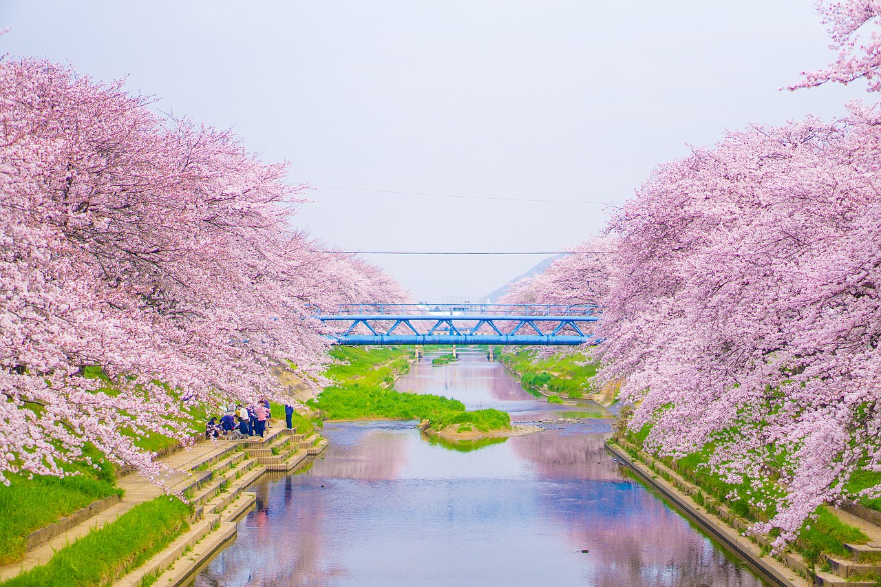 Vyšnia, Upė, Mėlynas Dangus, Japonija, Žalias, Breaux Tiltas, Sakuro Gėlės, Nuorodos Medis, Pavasaris, Grožis
