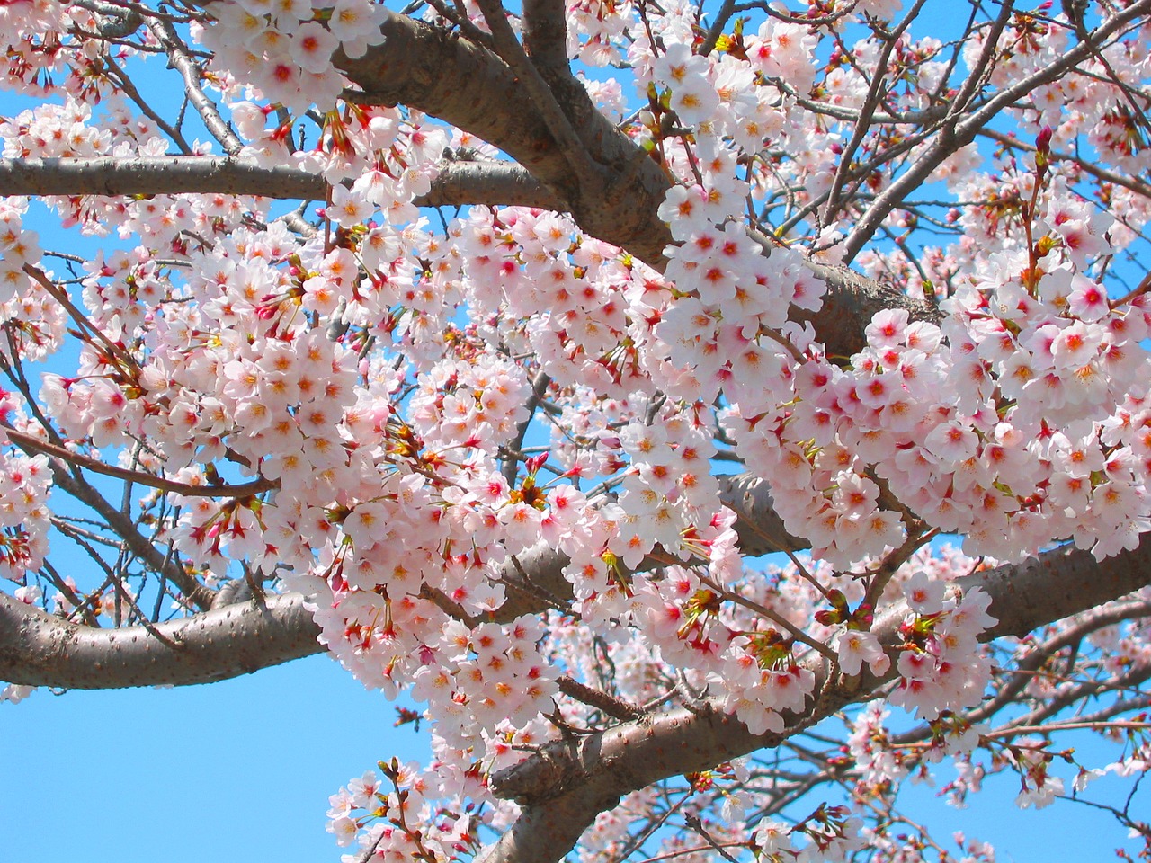 Vyšnia, Vyšnių Žiedų, Pavasaris, Rožinis, Gėlės, Natūralus, Augalas, Japonija, Sakura, Japonijos Gėlė