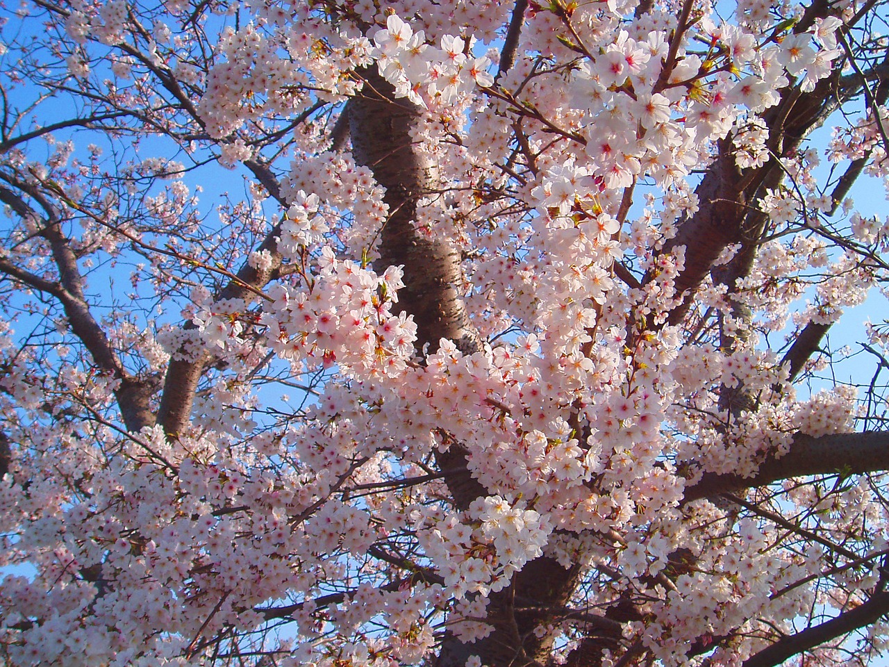 Vyšnia, Vyšnių Žiedų, Pavasaris, Rožinis, Gėlės, Natūralus, Augalas, Japonija, Sakura, Japonijos Gėlė