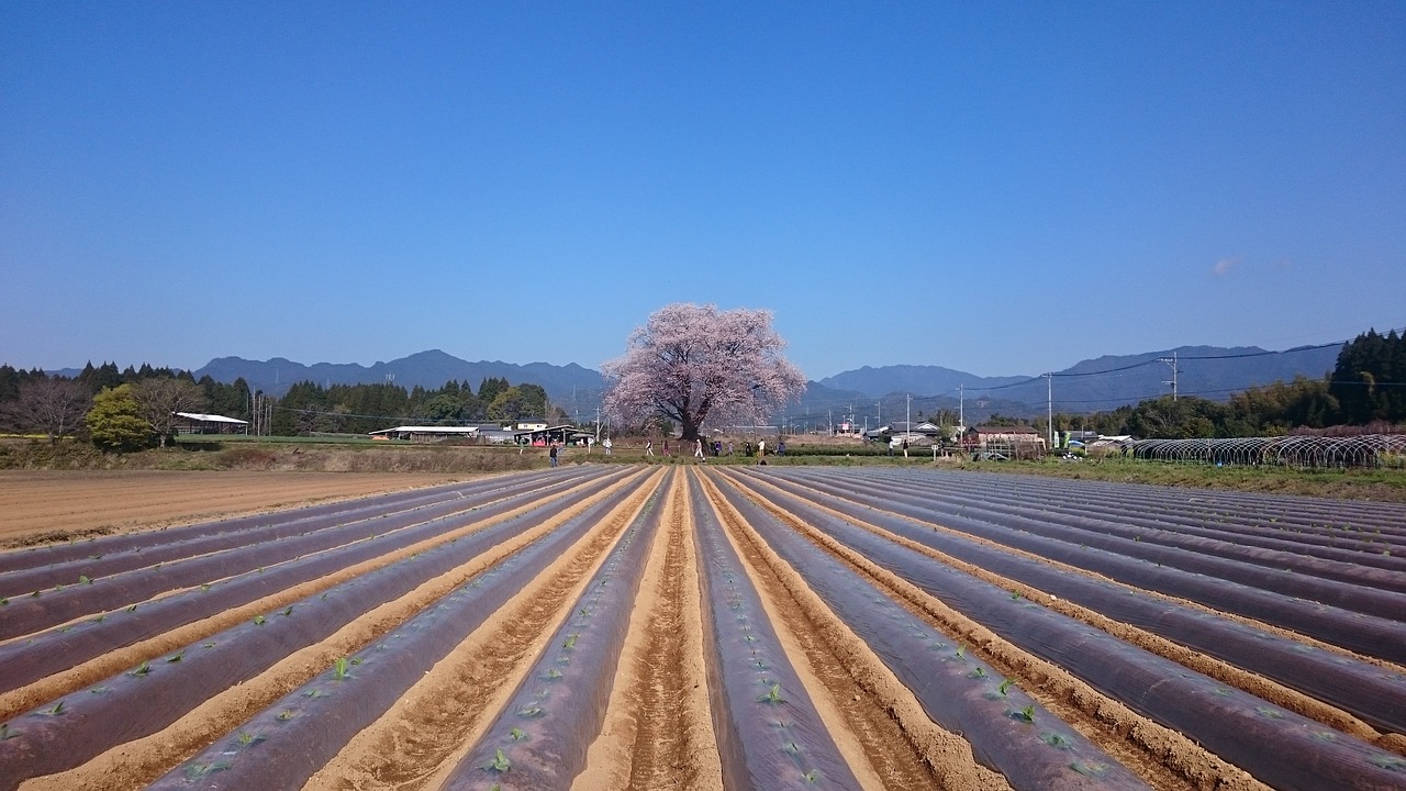 Vyšnia, Viena Vyšne, Sakura, Gėlės, Pavasaris, Vyšnių Žiedų, Rožinis, Natūralus, Pavasario Gėlės, Japonijos Vaizdai