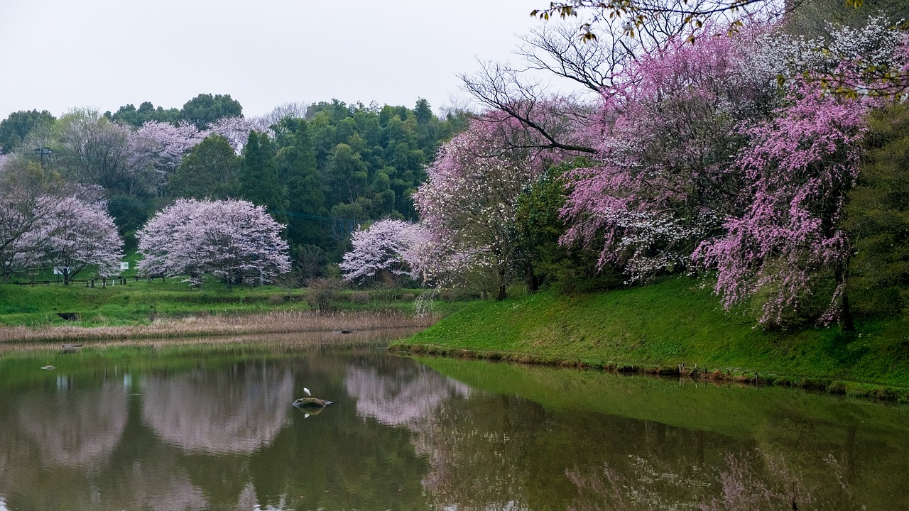 Vyšnia, Tvenkinys, Japonija, Kumamoto, Gėlės, Ežeras, Pavasaris, Nemokamos Nuotraukos,  Nemokama Licenzija