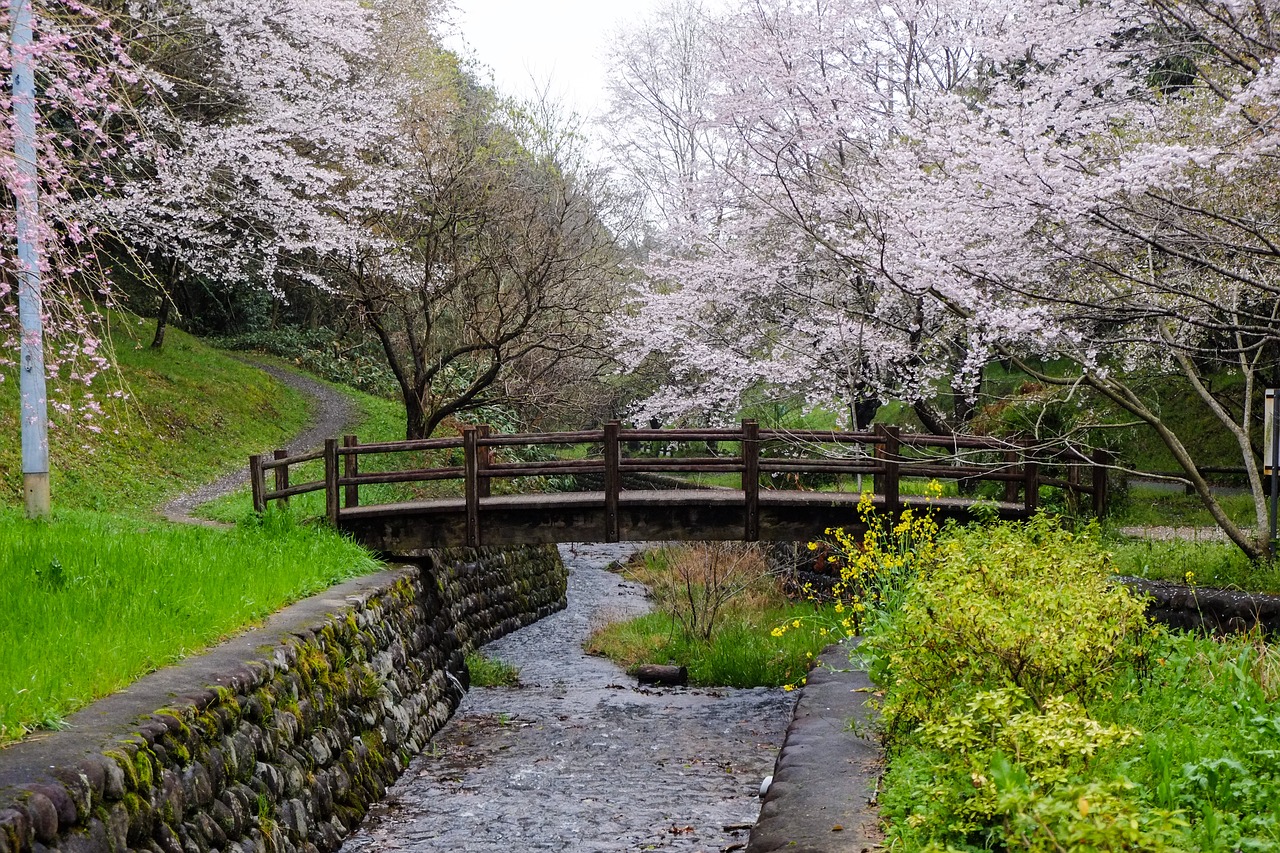 Vyšnia, Japonija, Kumamoto, Gėlės, Pavasaris, Nemokamos Nuotraukos,  Nemokama Licenzija