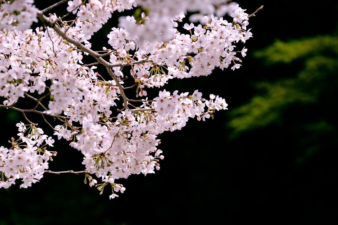 Vyšnia, Vyšnių Žiedų, Sakura, Japonija, Pavasario Gėlės, Rožinis, Japonijos Vaizdai, Augalas, Natūralus, Gėlės