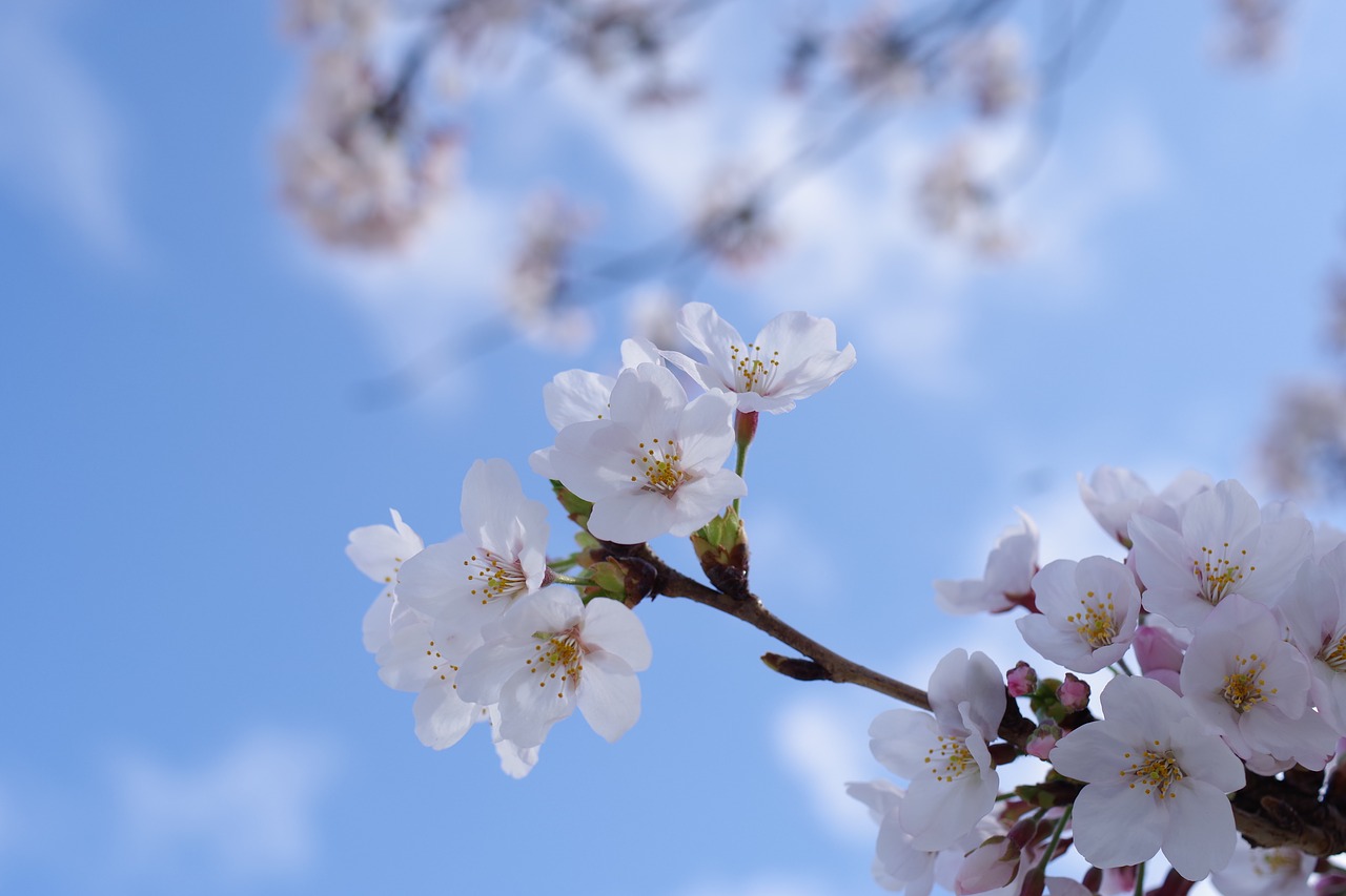 Vyšnia, Augalas, Gėlės, Arboretum, Pavasario Gėlės, Pavasaris, Natūralus, Japonija, Pilnai Žydėti, Sakura
