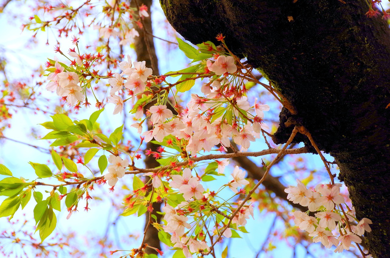 Vyšnia, Vyšnių Žiedų, Pavasaris, Gėlės, Sakura, Japonija, Natūralus, Pavasario Gėlės, Augalas, Japonijos Vaizdai