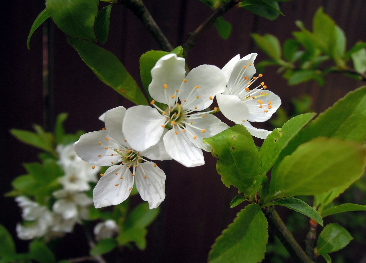 Vyšnia, Gėlės, Vyšnių Žiedų, Baltos Gėlės, Žydėti, Sakura, Pavasaris, Filialas, Balta, Medis