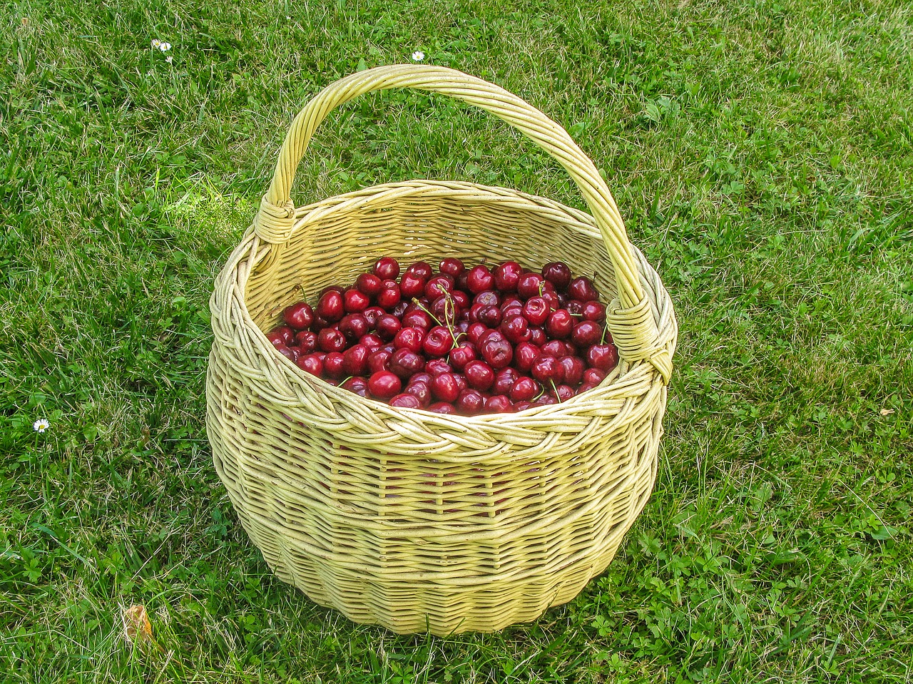 Vyšnia, Vasara, Vaisiai, Sultingas, Saulės Šviesa, Vitaminas, Gamta, Sodas, Sveikata, Raudona