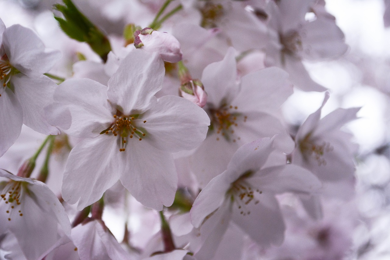 Vyšnia, Pavasaris, Japonija, Pavasario Gėlės, Nemokamos Nuotraukos,  Nemokama Licenzija