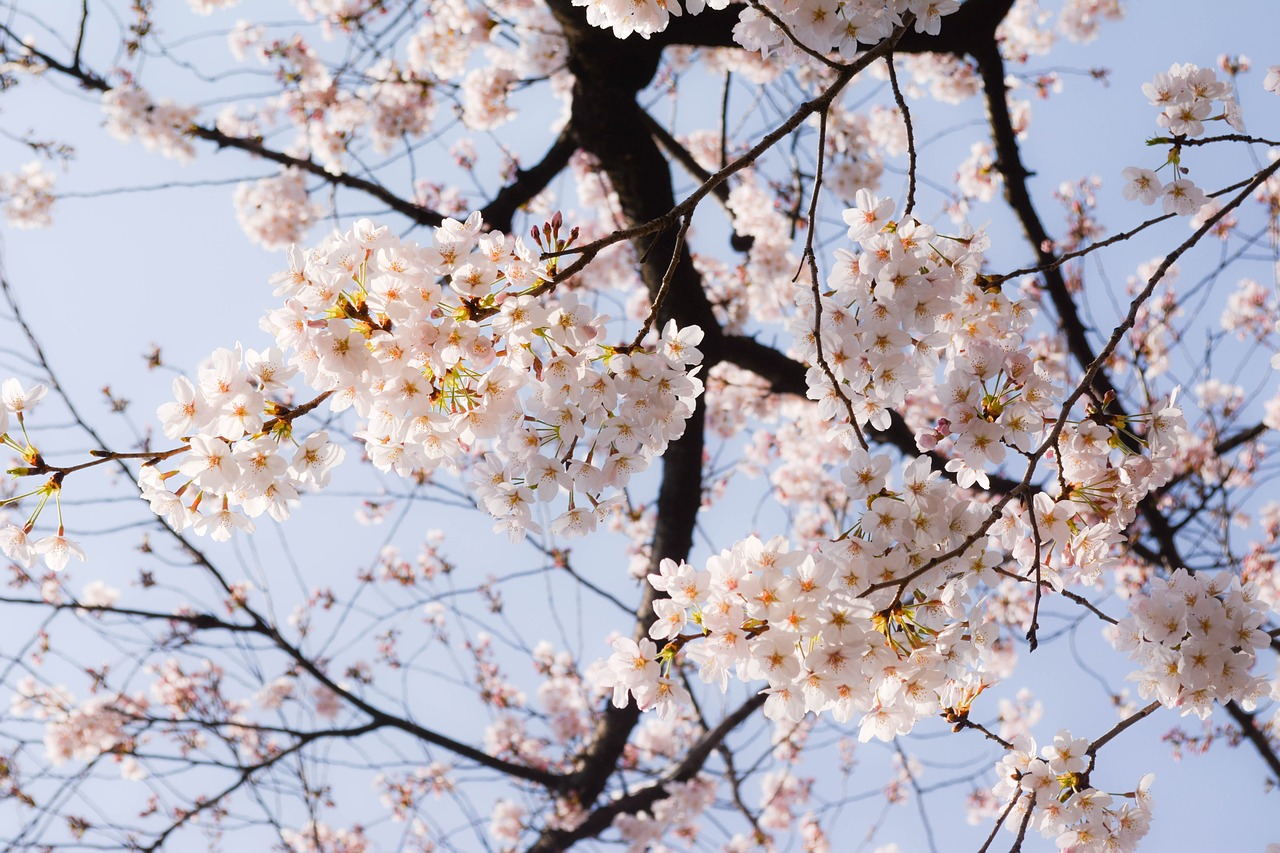 Vyšnia, Pavasaris, Japonija, Pavasario Gėlės, Nemokamos Nuotraukos,  Nemokama Licenzija