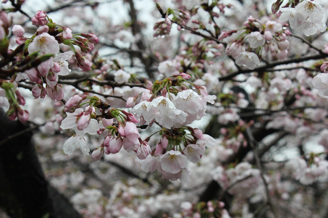 Vyšnia, Japonija, Kultūra, Pavasaris, Nemokamos Nuotraukos,  Nemokama Licenzija