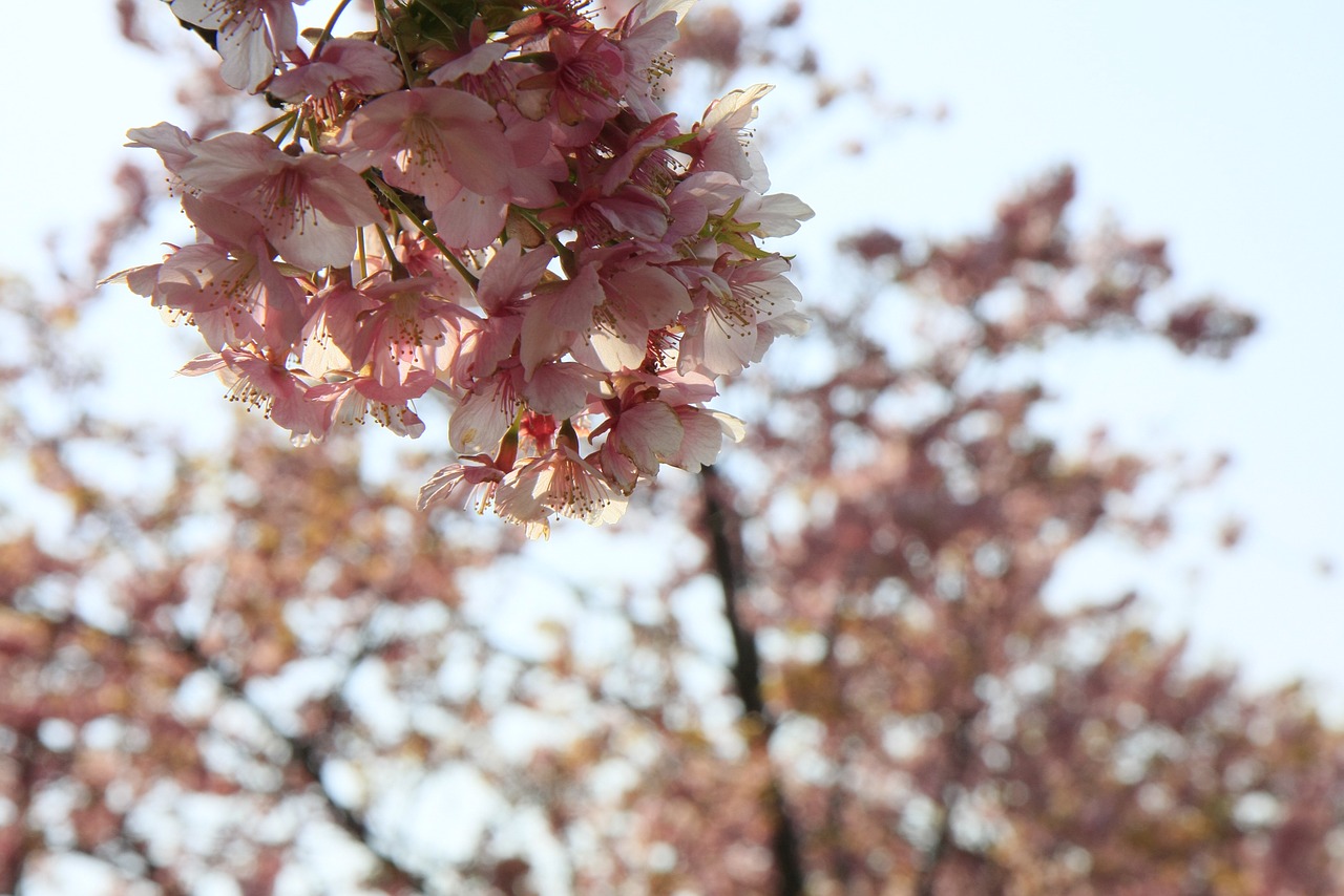 Vyšnia, Sakura, Vyšnių Žiedų, Nemokamos Nuotraukos,  Nemokama Licenzija