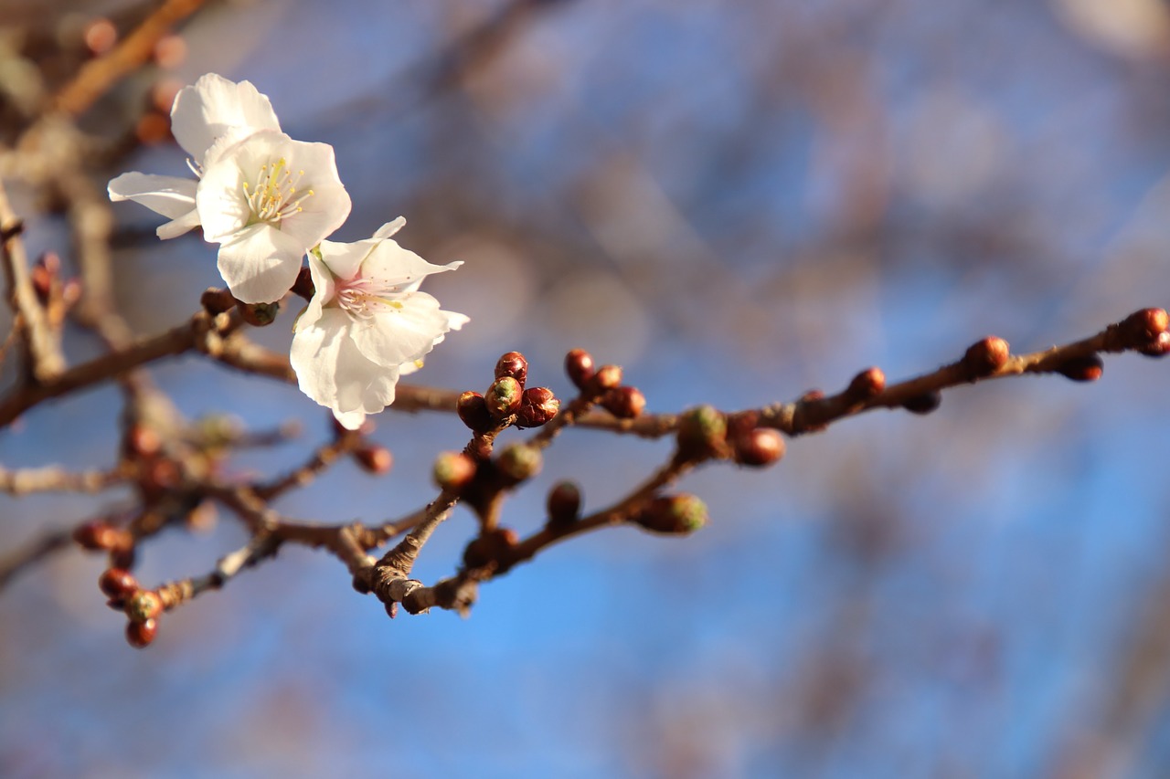 Vyšnia, Samusakura, Vyšnių Žiedų Peržiūra, Gėlės, Nemokamos Nuotraukos,  Nemokama Licenzija